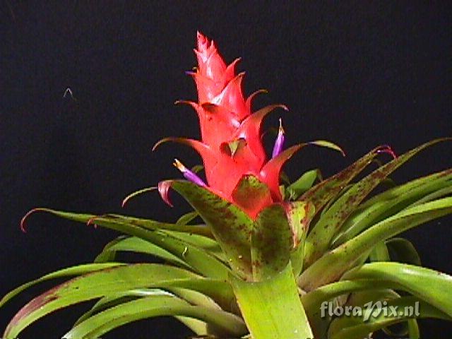 Tillandsia imperialis