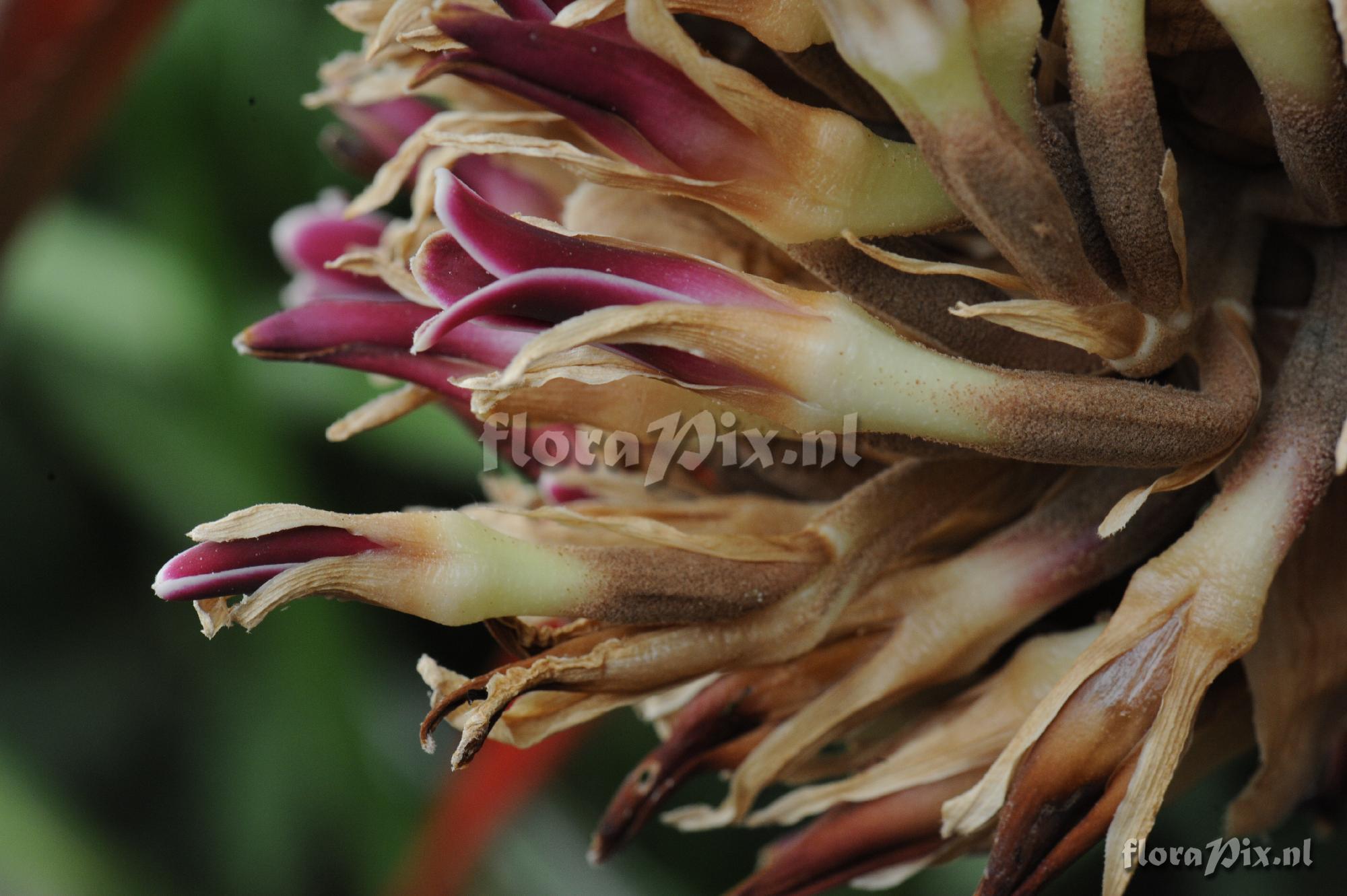 Bromelia epiphytica