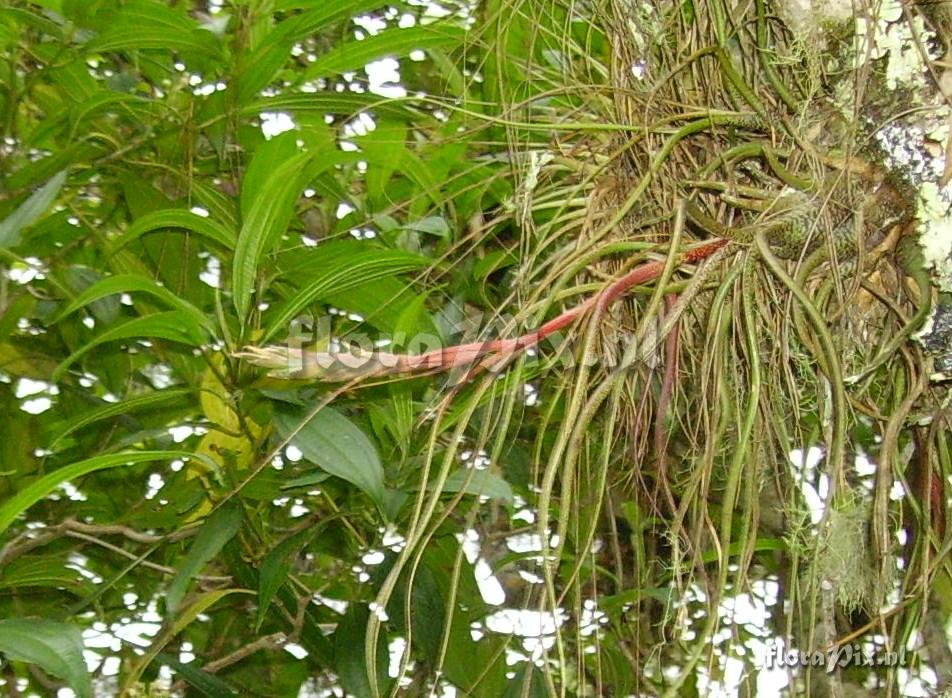 Tillandsia butzii