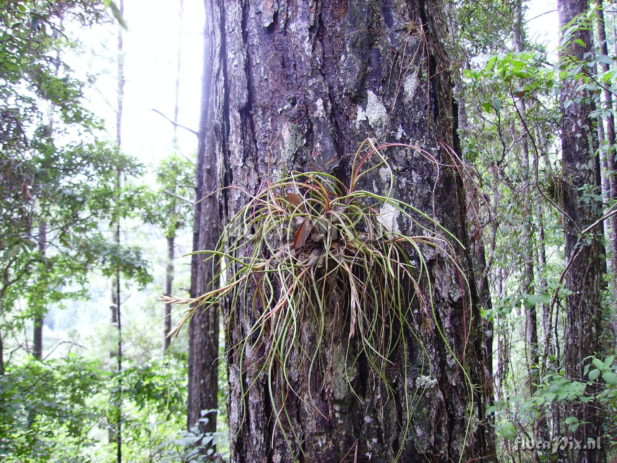 Tillandsia butzii