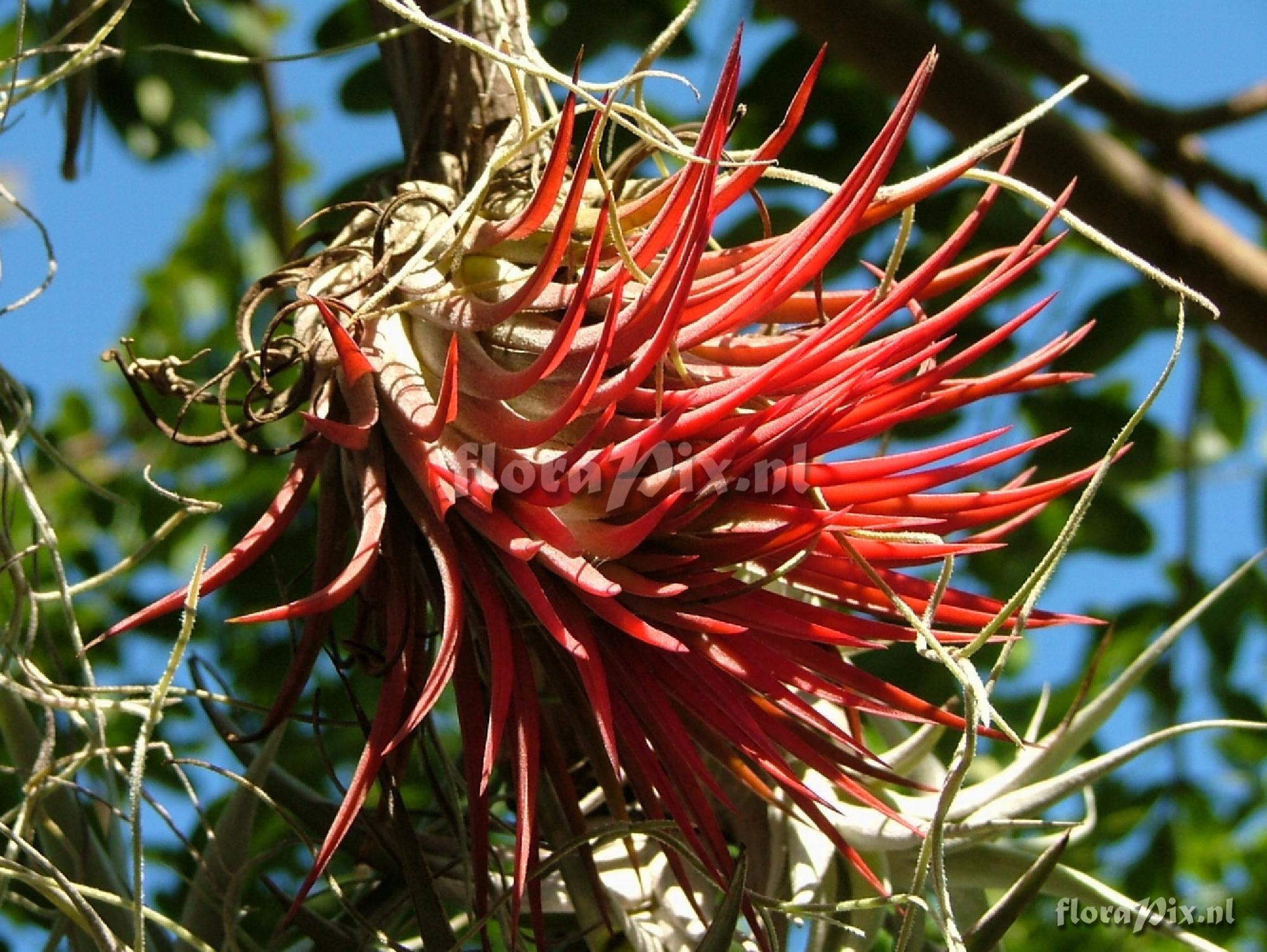 Tillandsia ionantha rubra