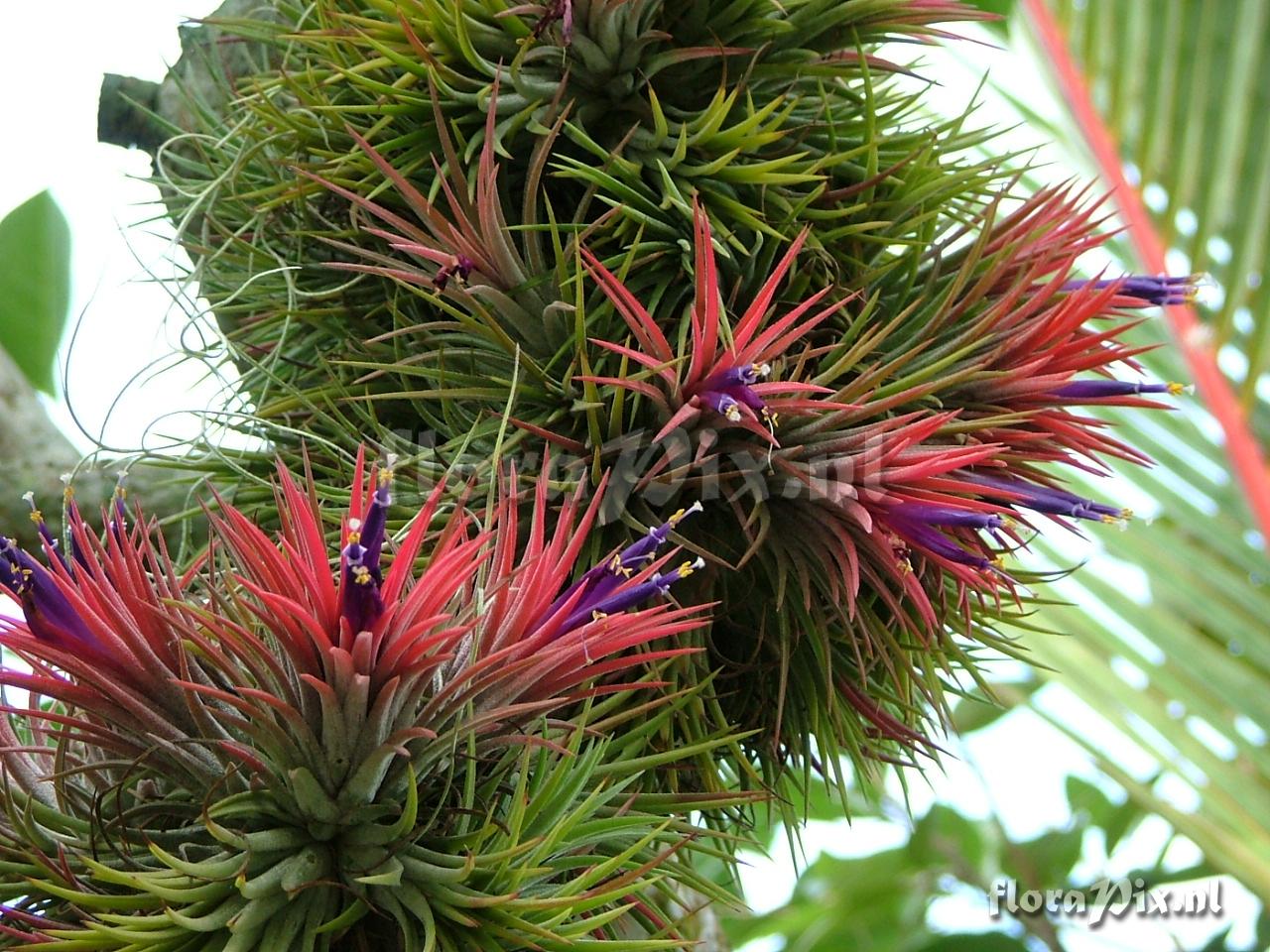 Tillandsia ionantha