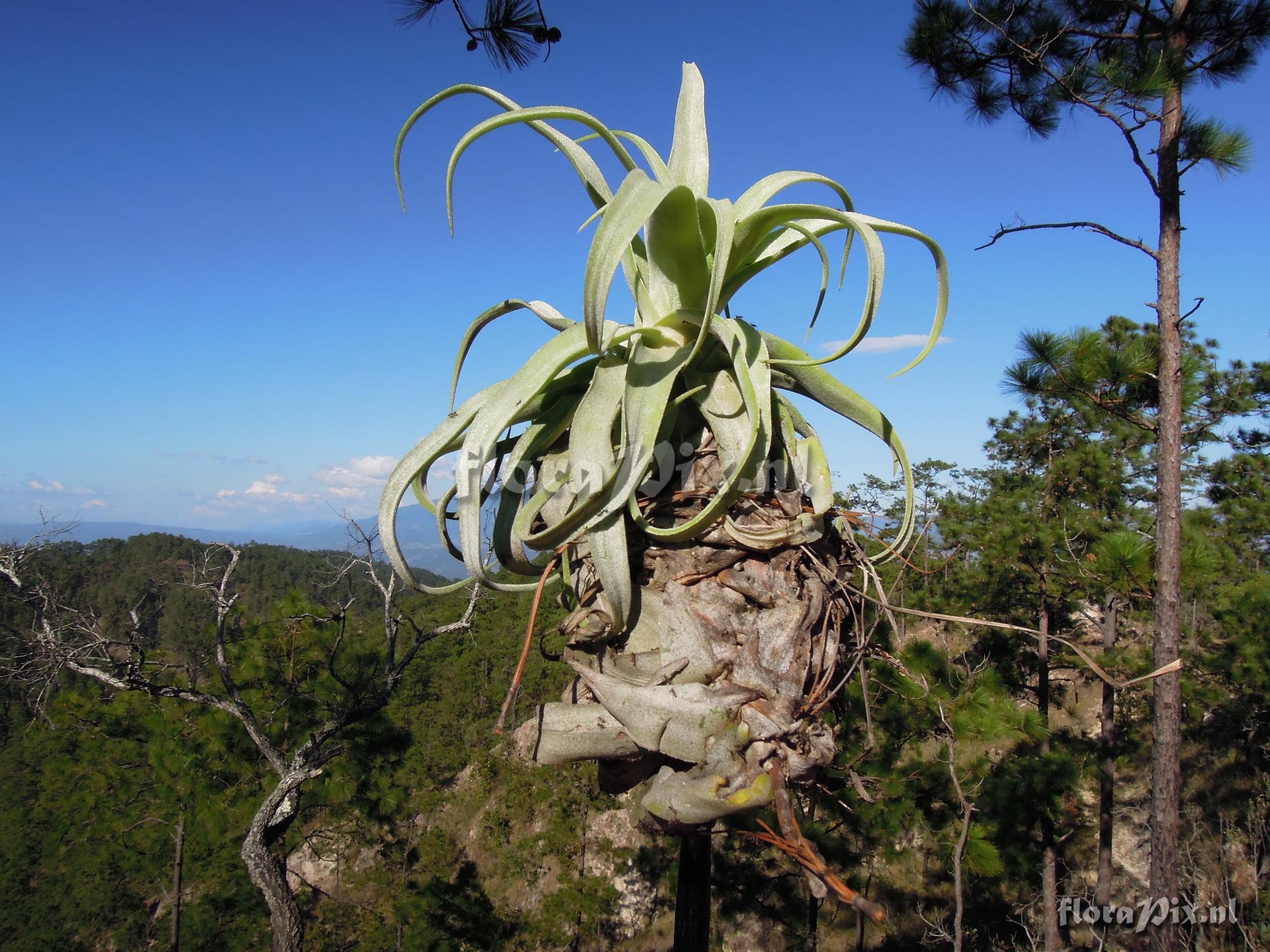 Tillandsia streptophylla