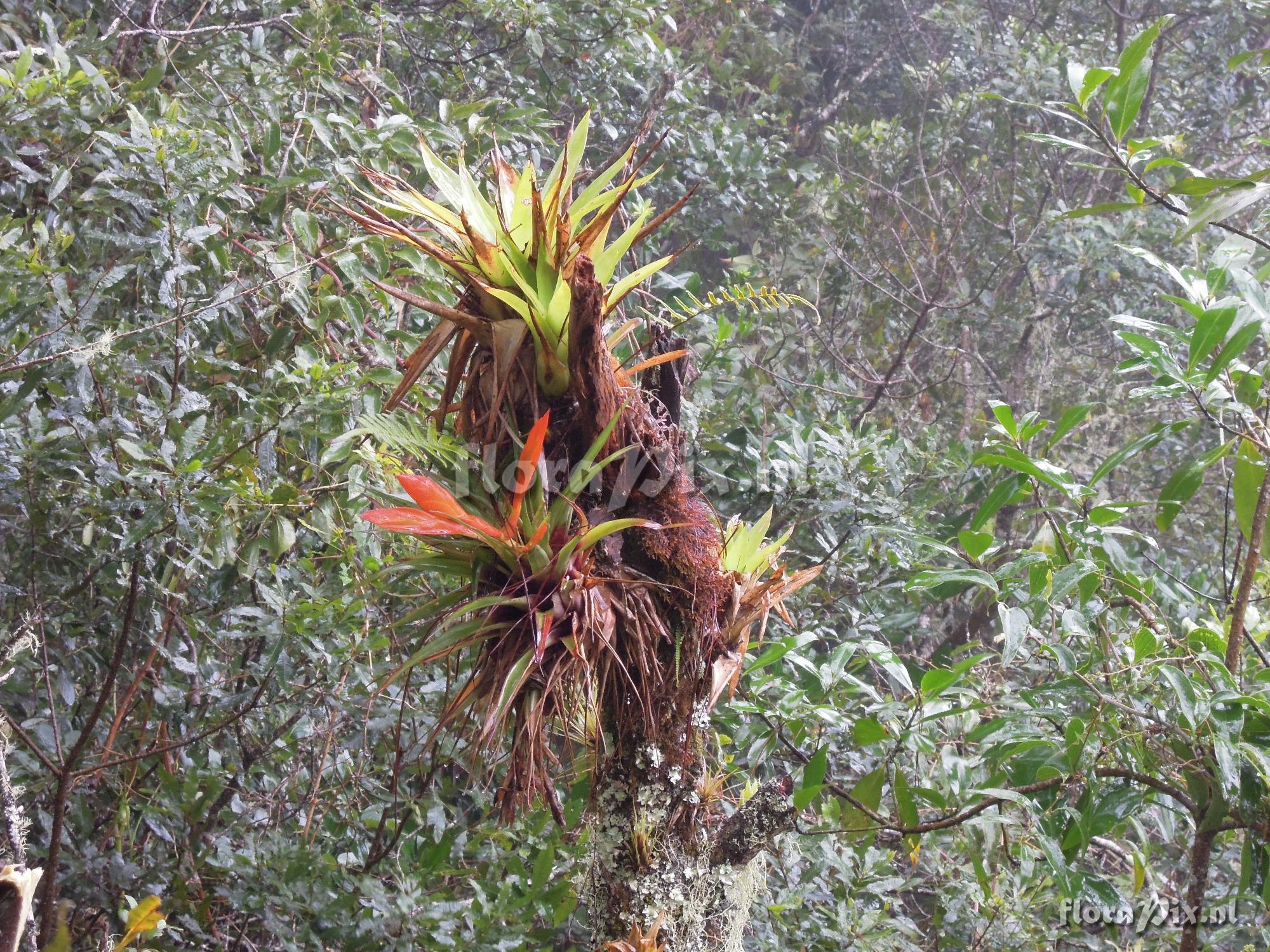 Tillandsia cryptopoda