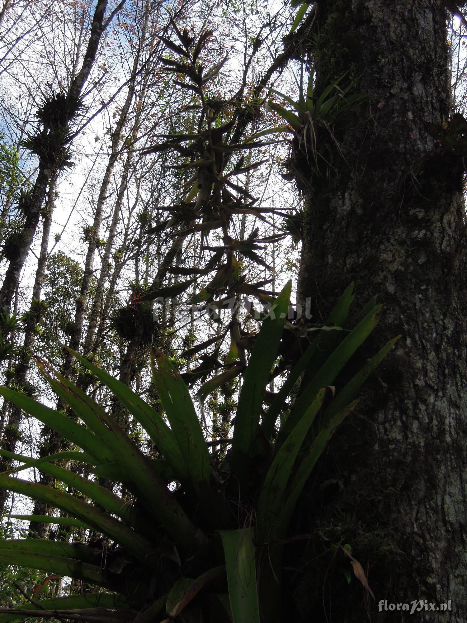 Tillandsia excelsa