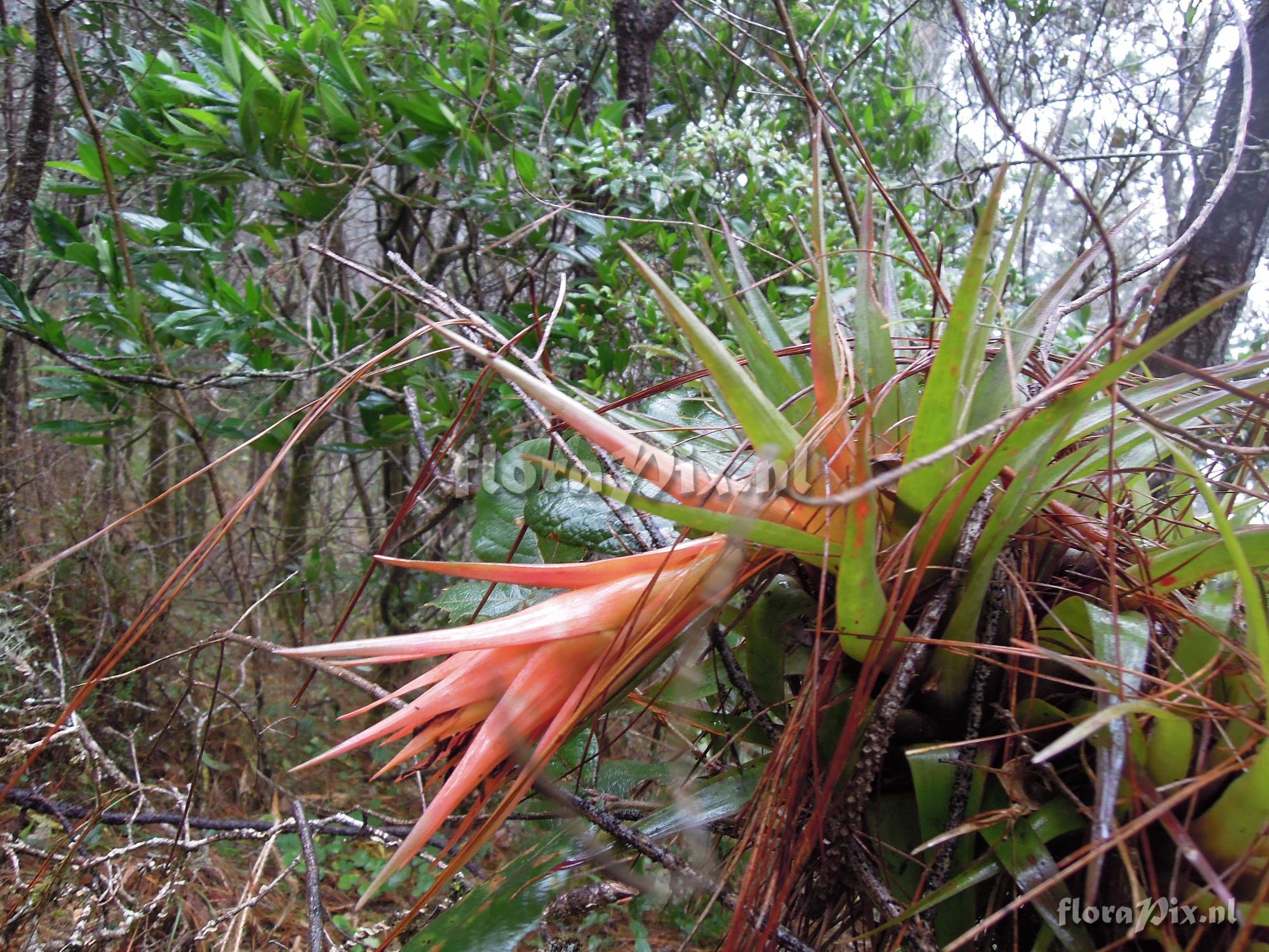 Tillandsia lautnerii