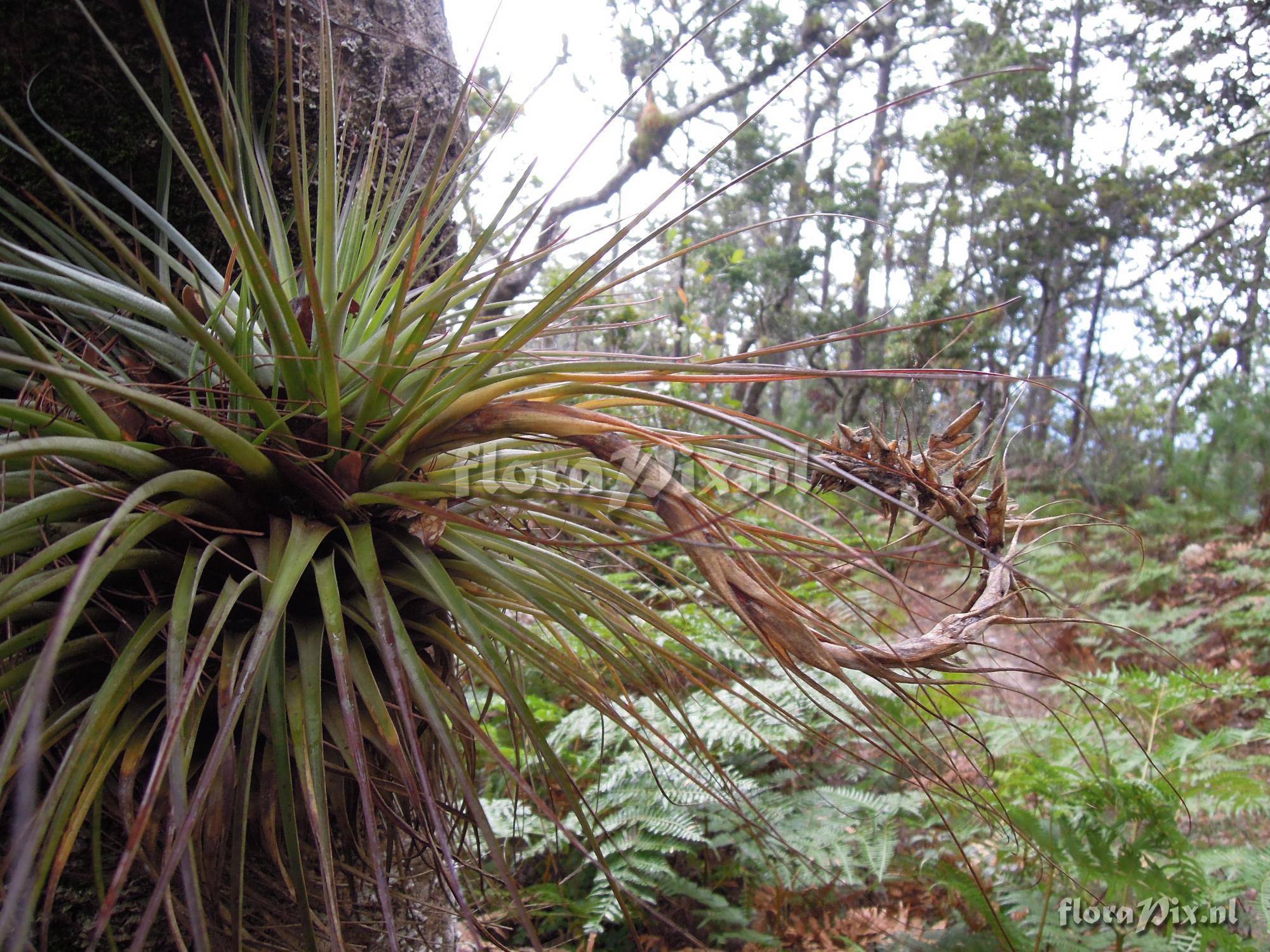 Tillandsia vicentina