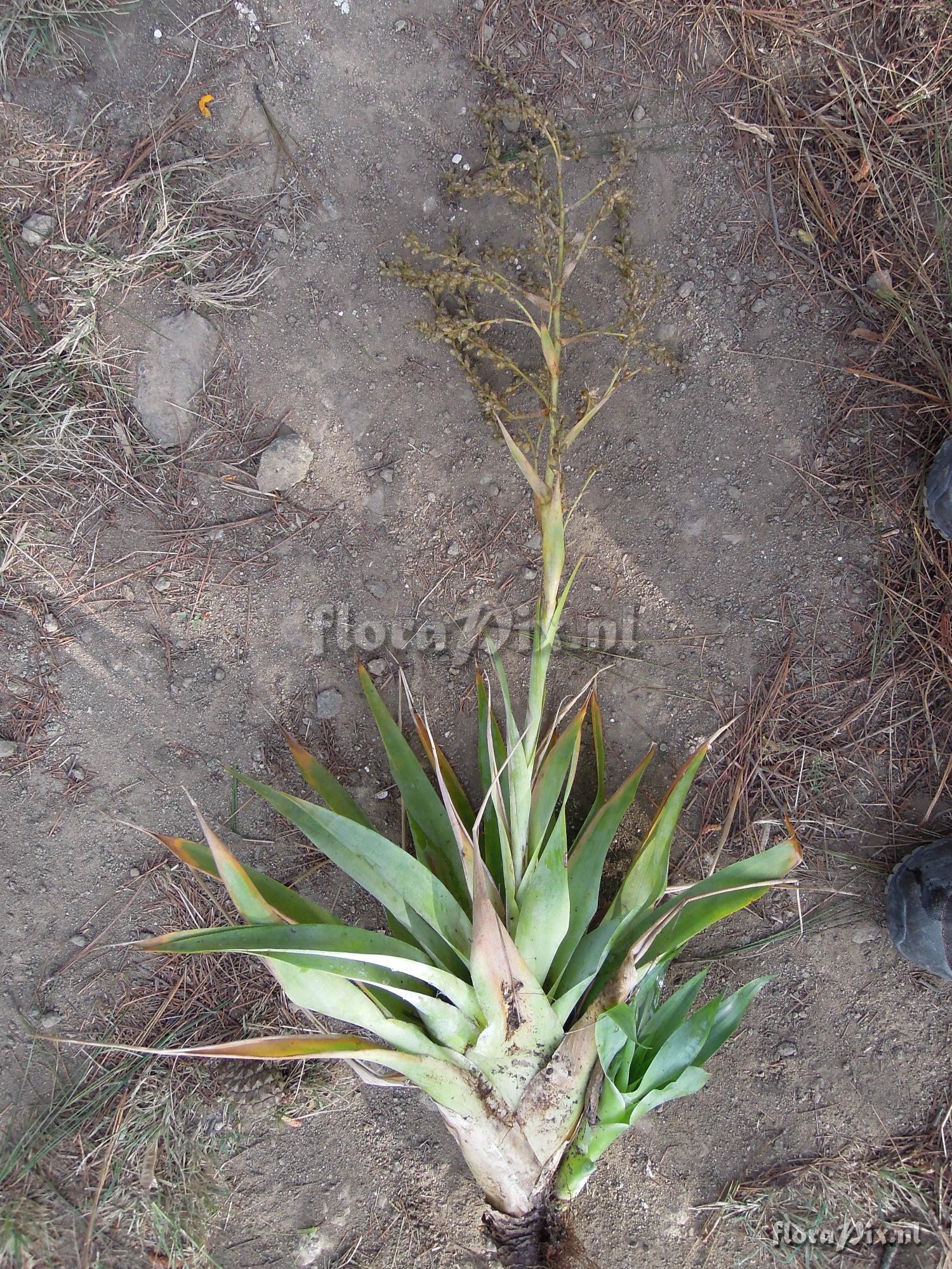 Catopsis paniculata