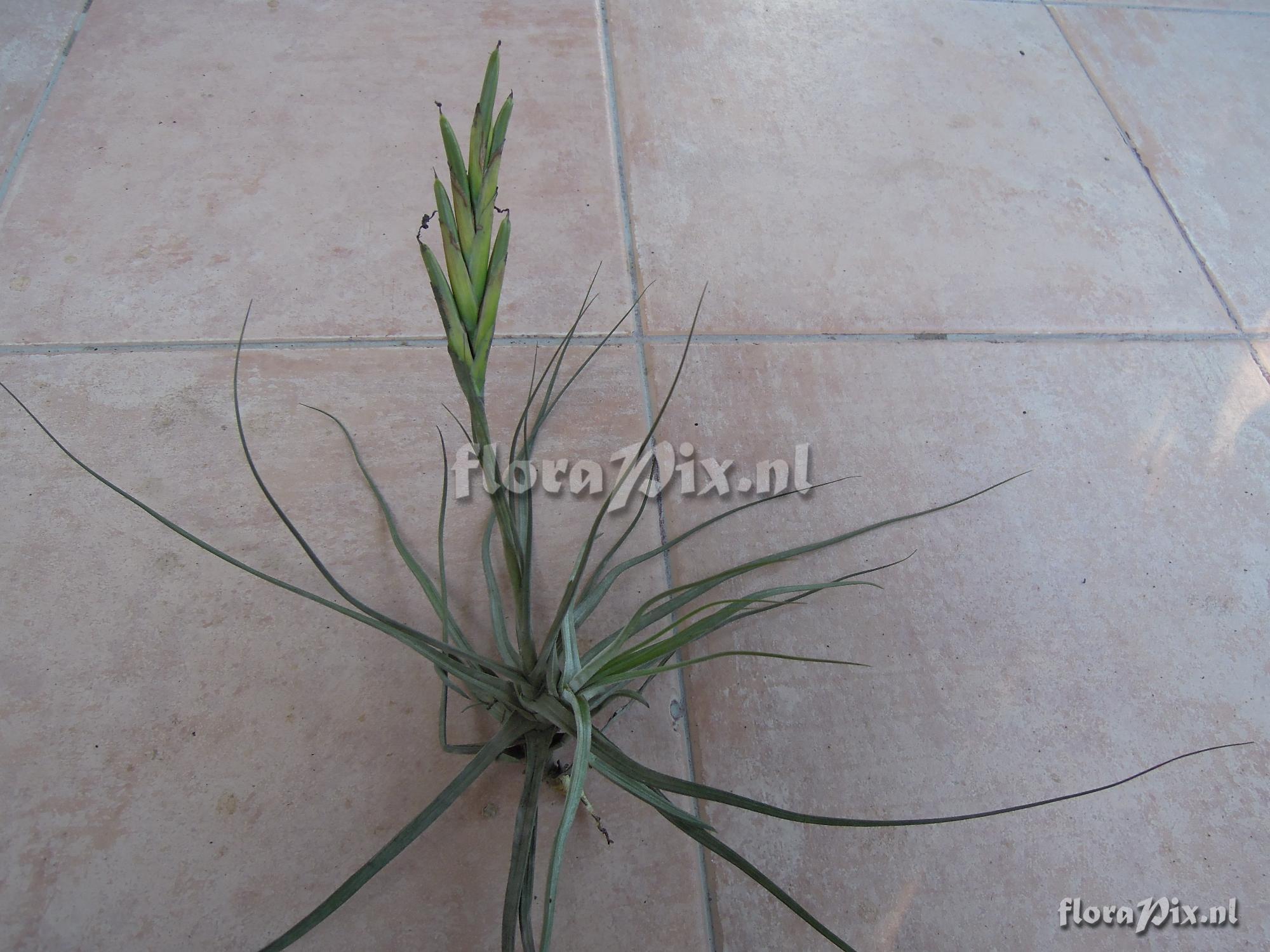 Tillandsia schiedeana