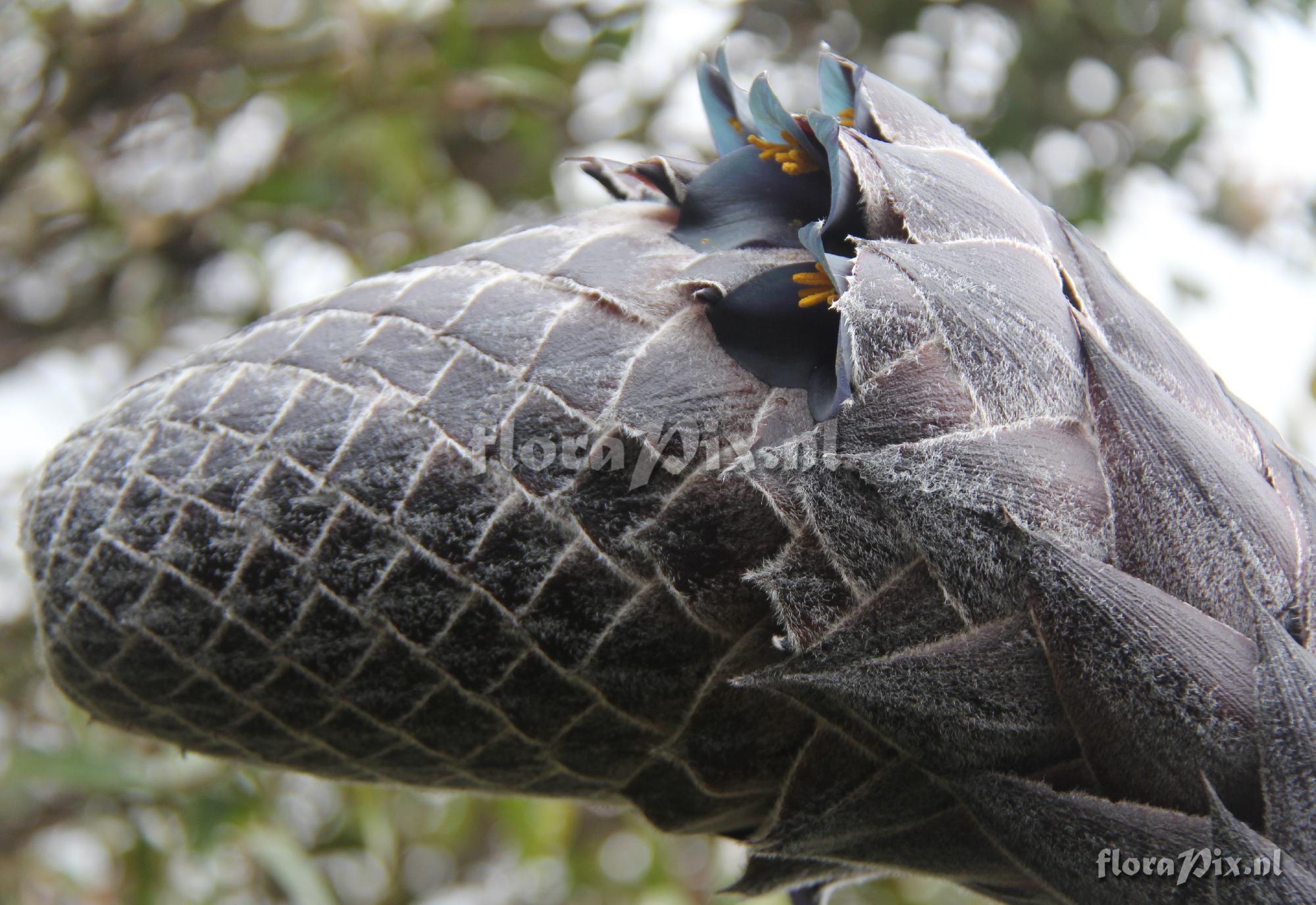 Puya pizarroana?