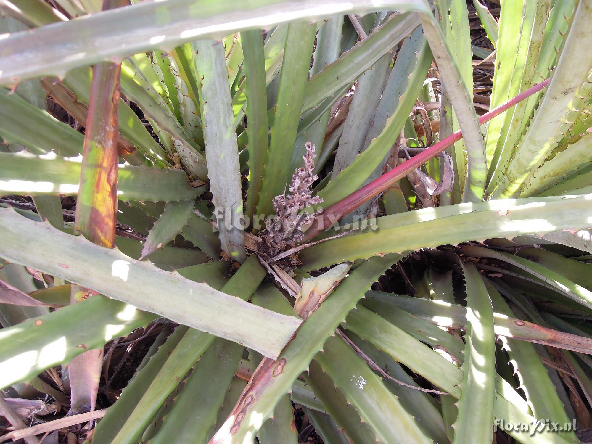 Bromelia pinguin