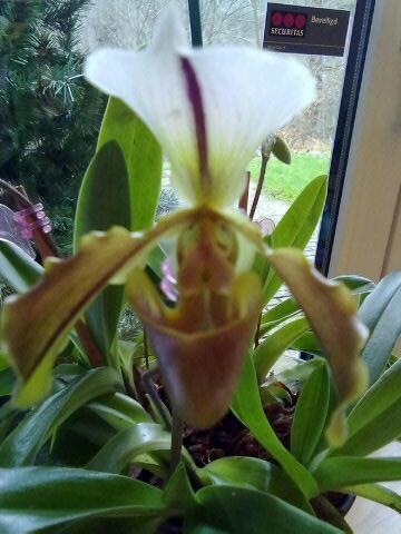 Paphiopedilum spicerianum