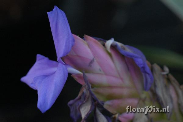 Tillandsia lindenii