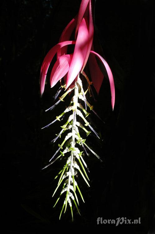 Billbergia zebrina