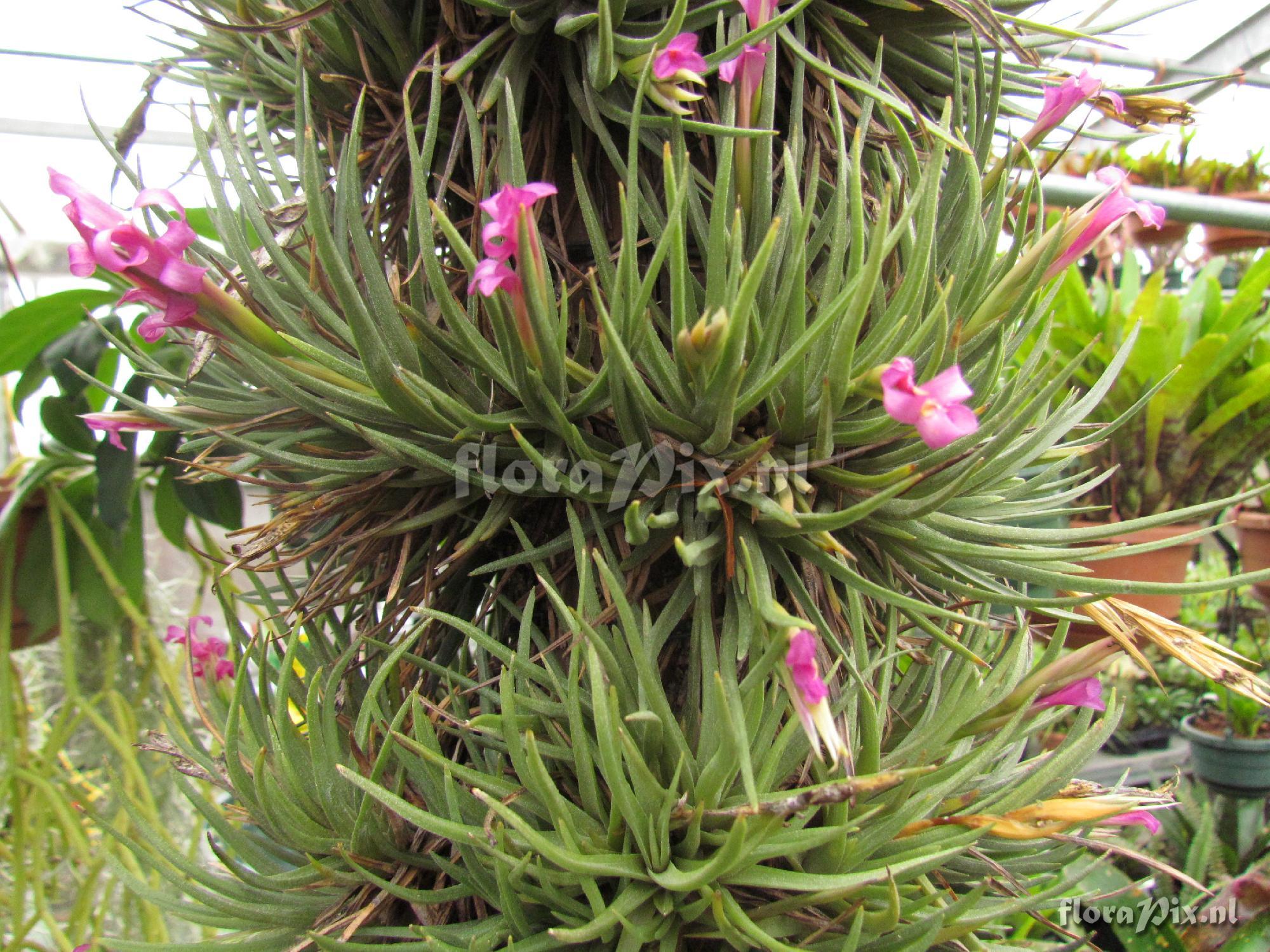 Tillandsia argentina