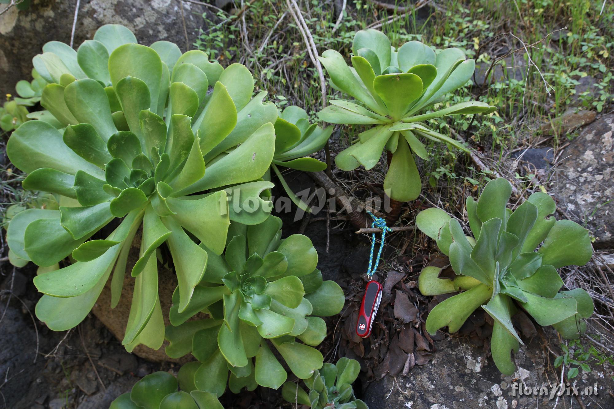 Aeonium palmense=pilose