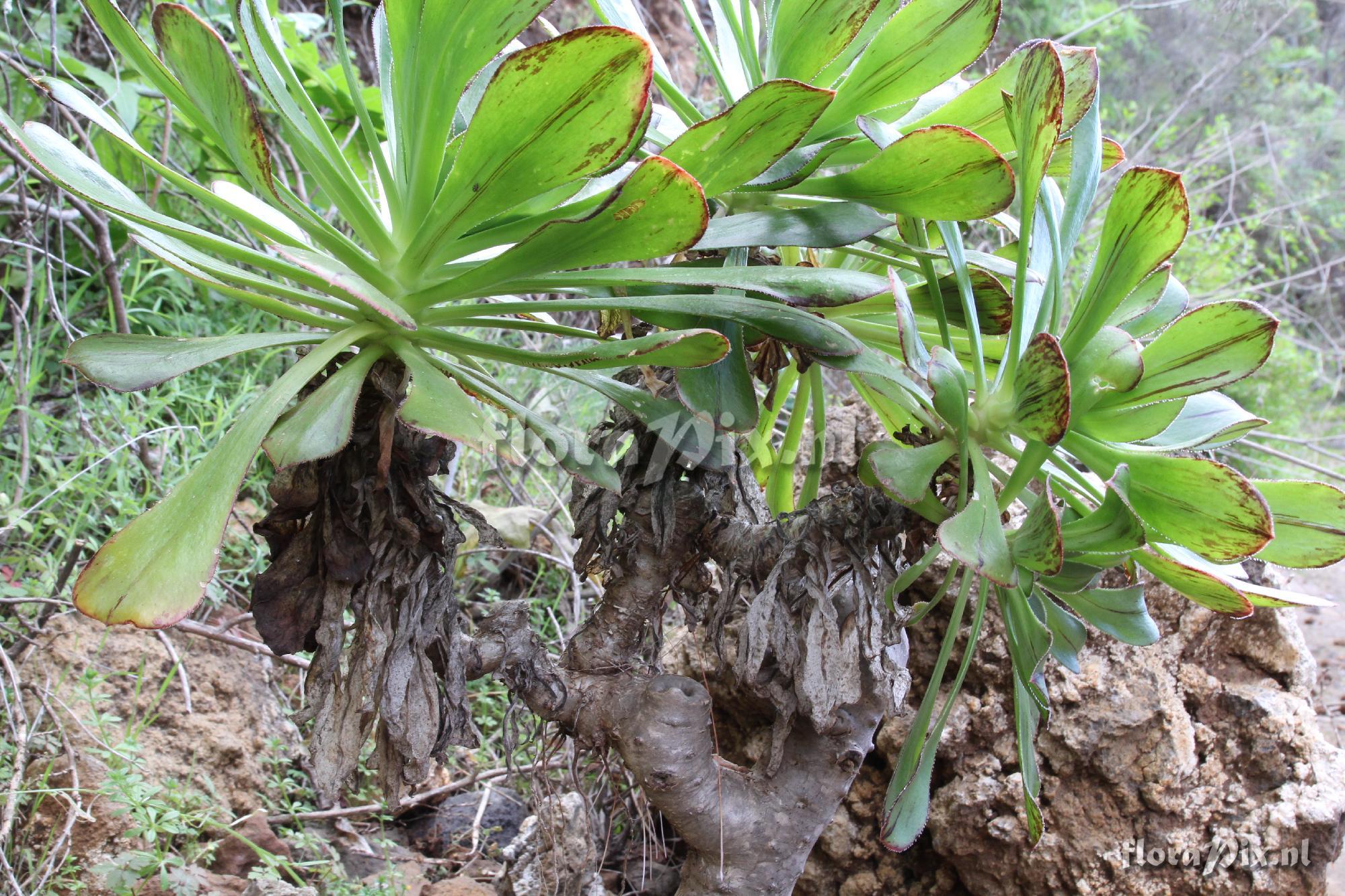 Aeonium vestitum