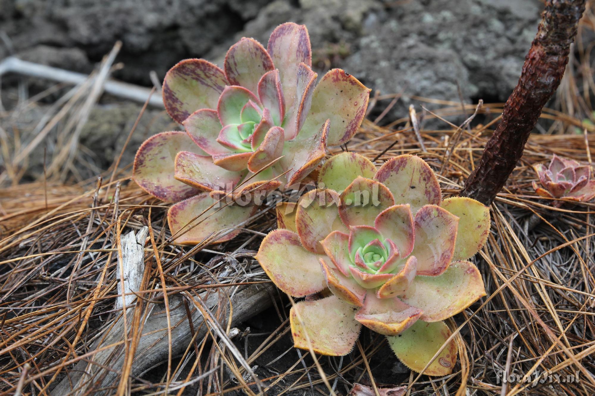 Aeonium davidbramwellii