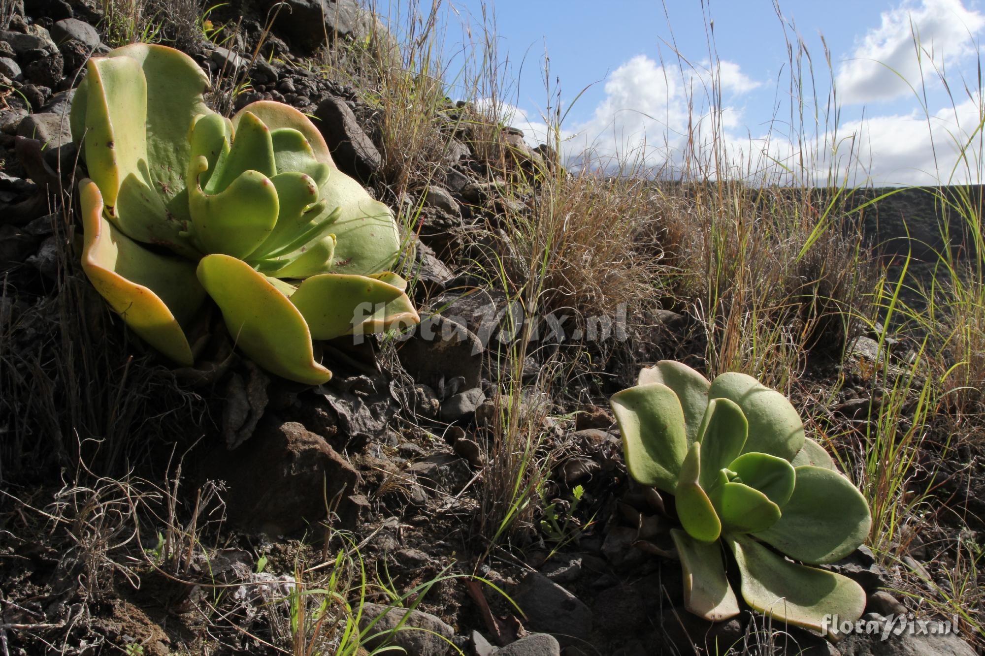 Aeonium nobile