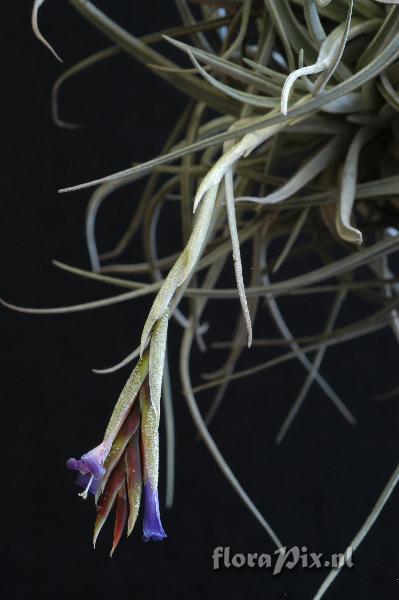 Tillandsia lorentziana