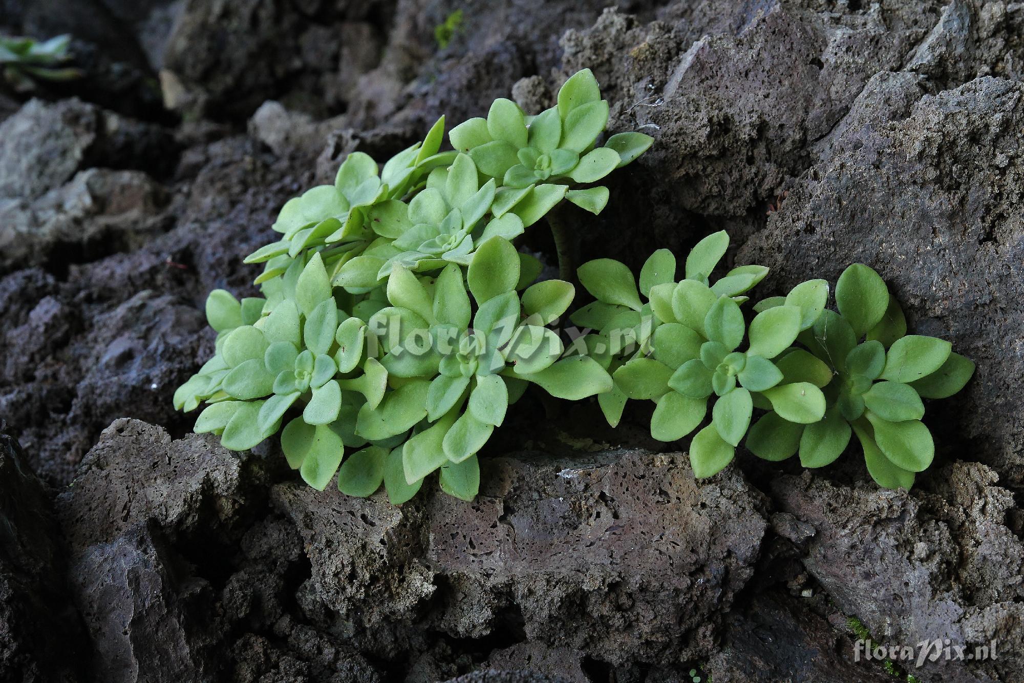 Aeonium goochiae