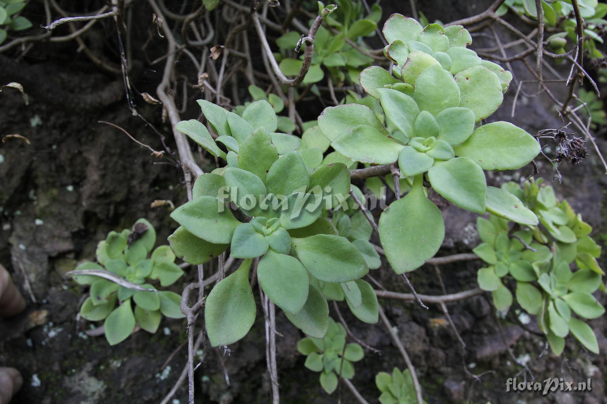 Aeonium goochiae