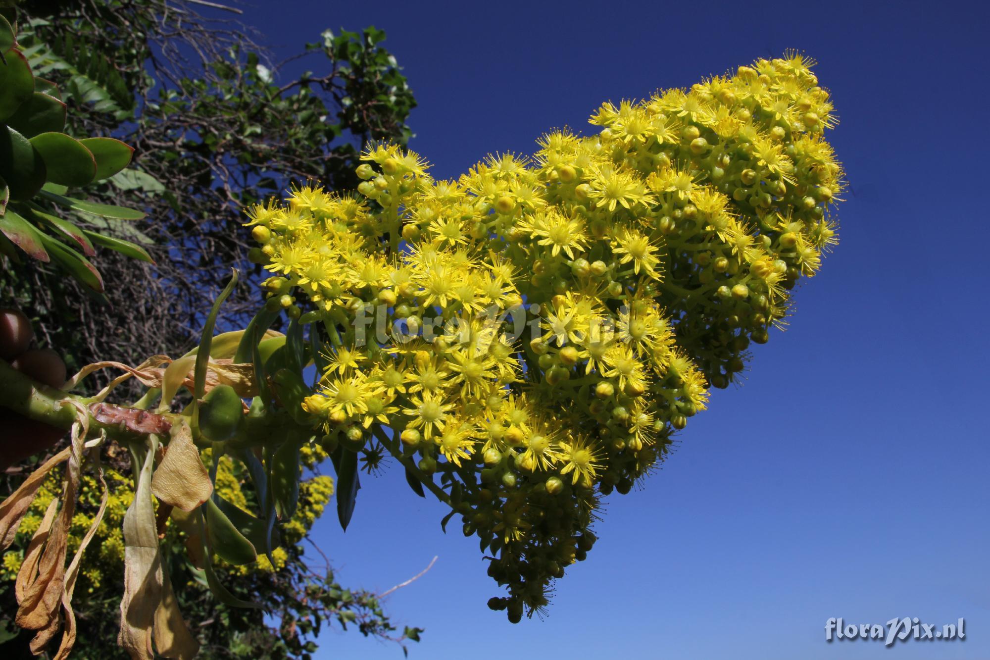 Aeonium holochrysum