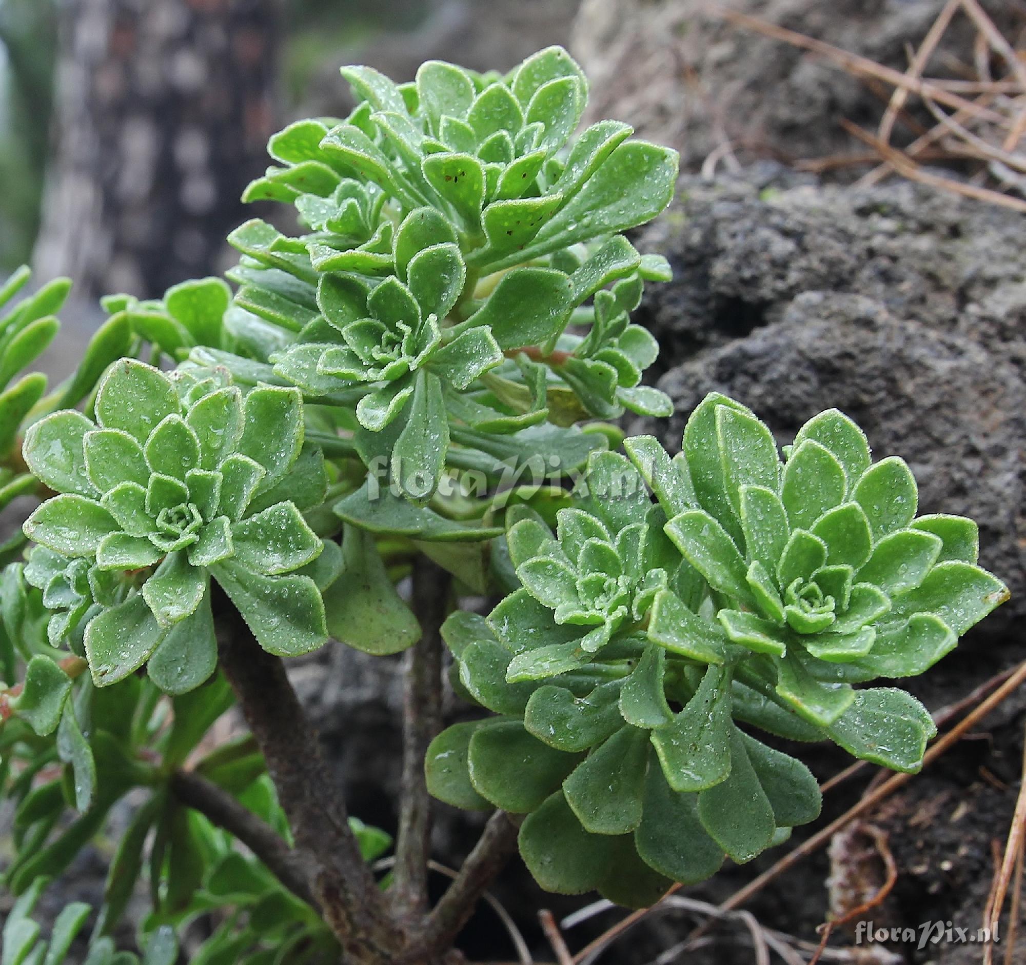 Aeonium spathulatum var. cruentum