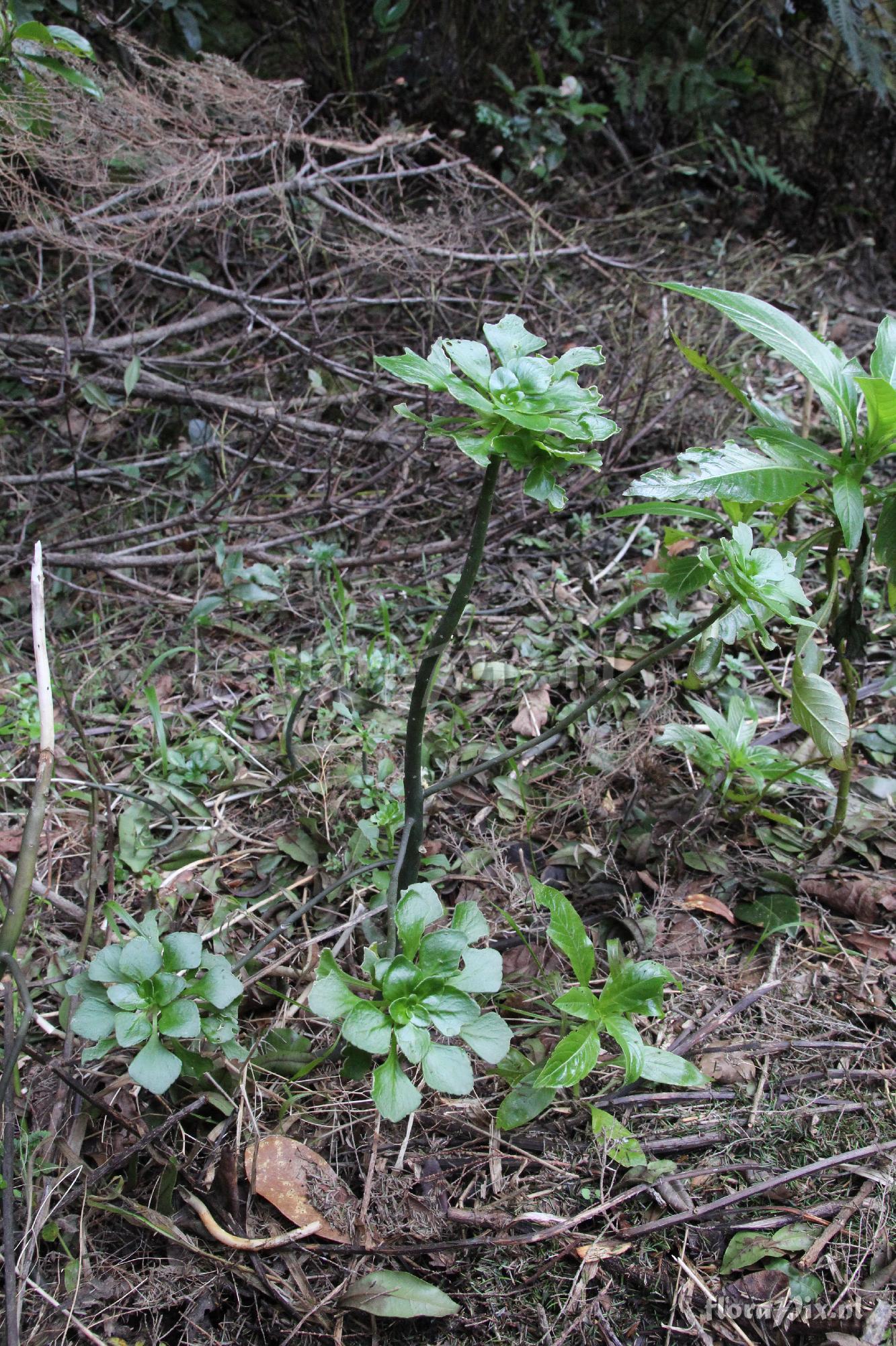 Aichryson pachycaulon ssp. gonzalez-hernandezii