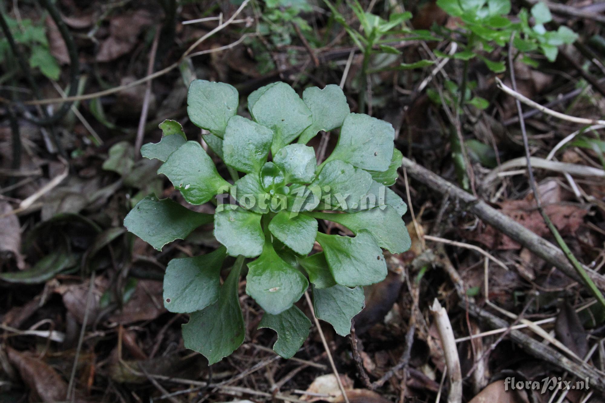 Aichryson pachycaulon ssp. gonzalez-hernandezii