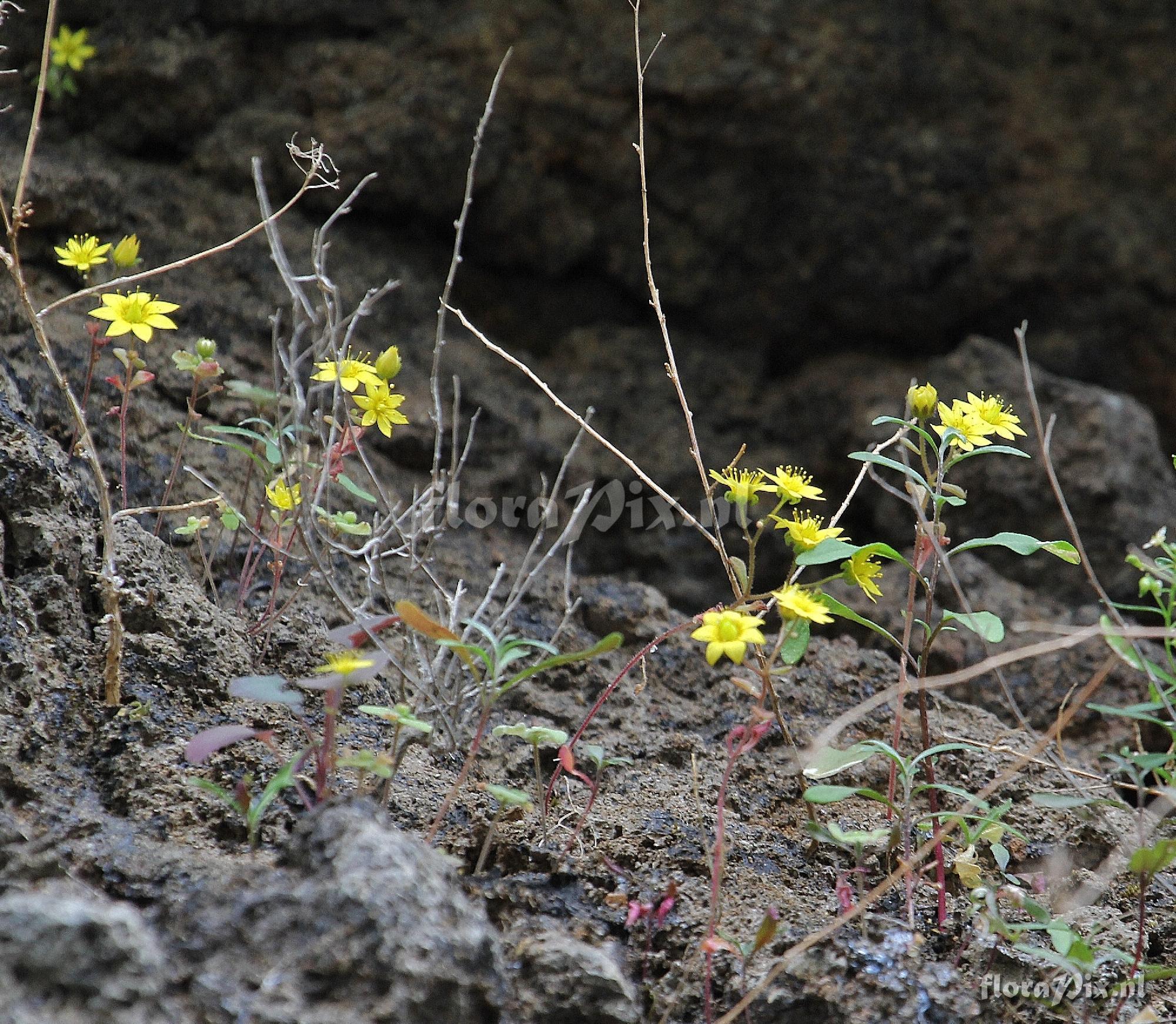 Aichryson punctatum