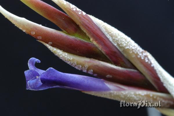 Tillandsia lorentziana