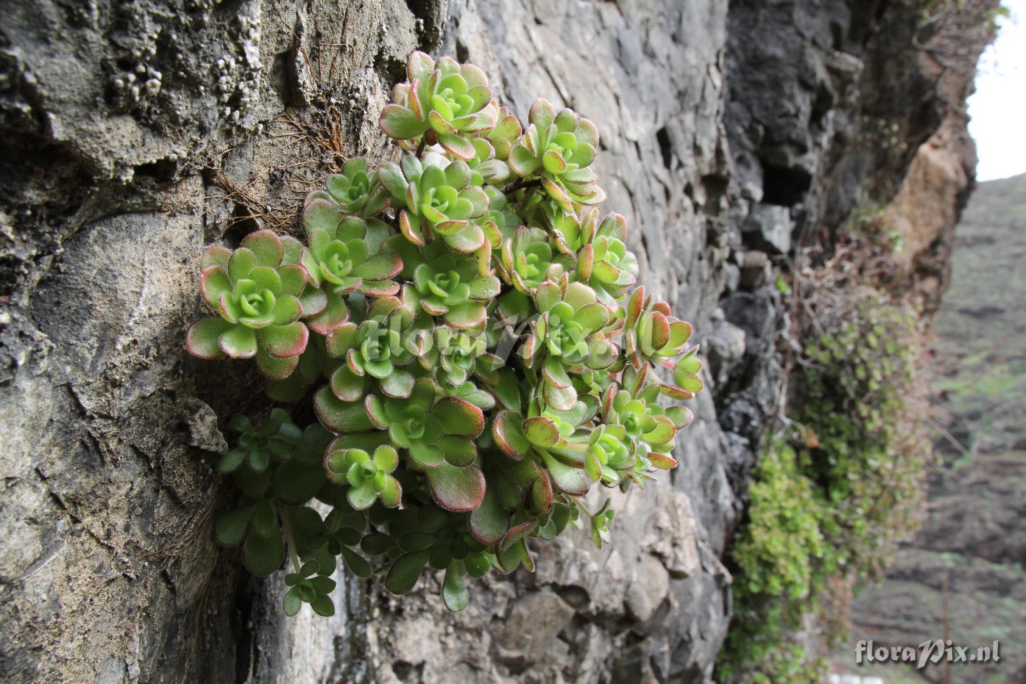 Aeonium saundersii