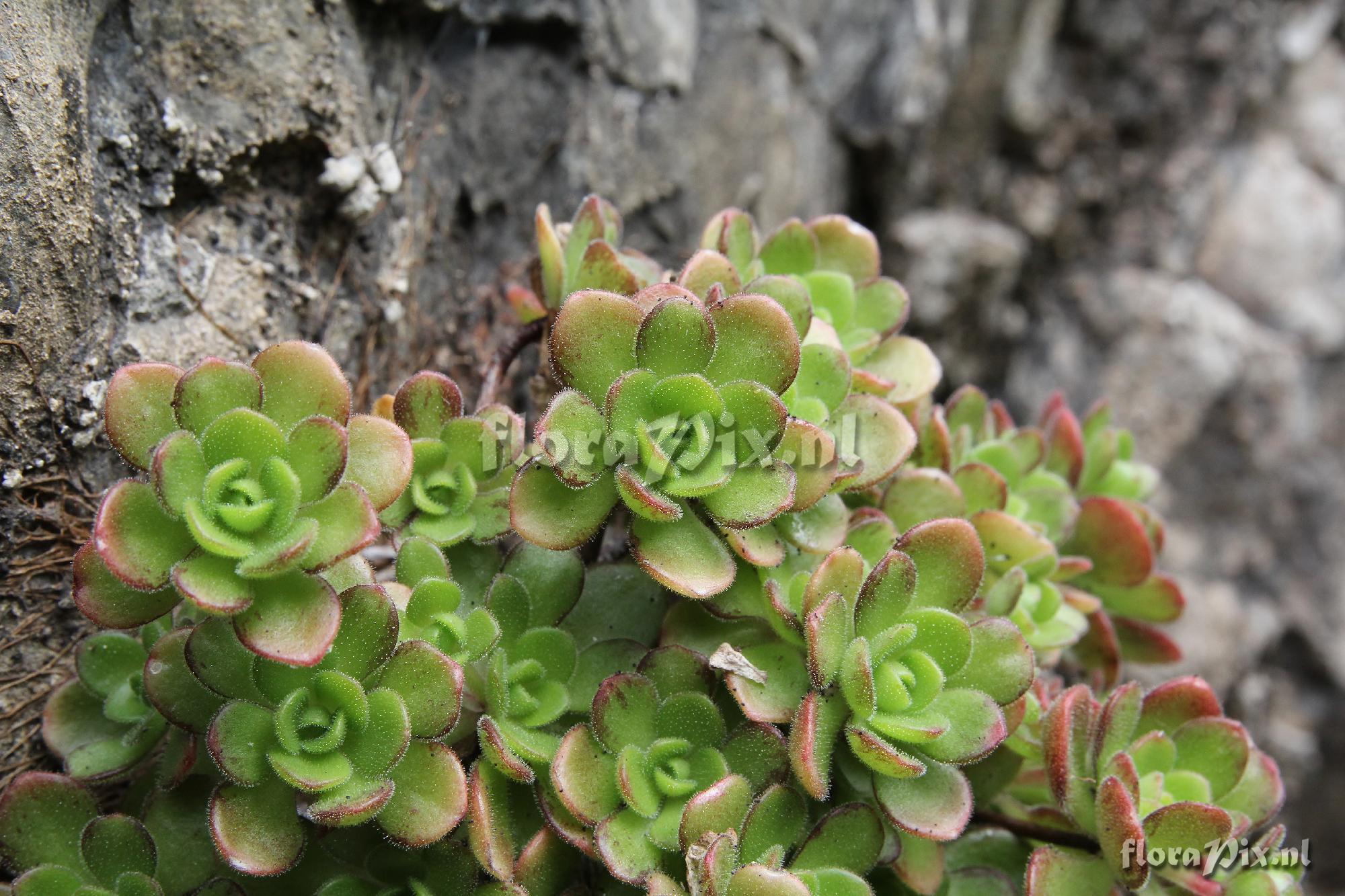 Aeonium saundersii