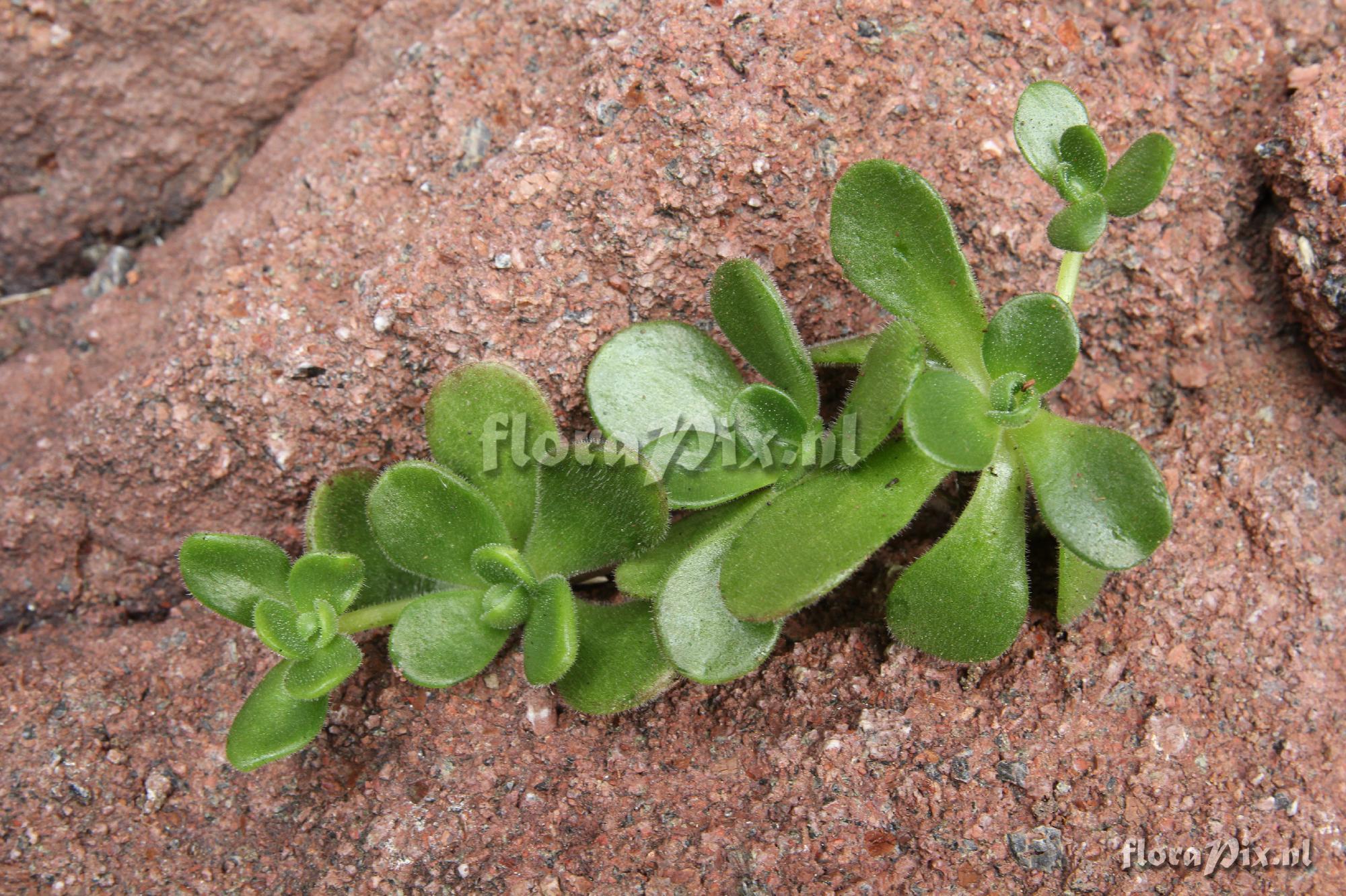 Aeonium saundersii