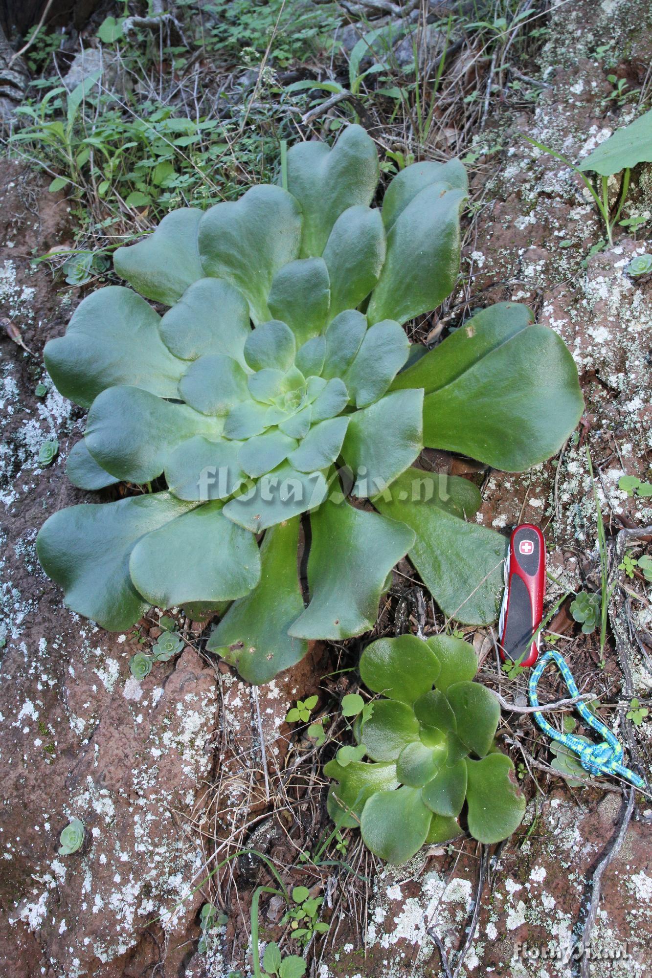 Aeonium subplanum