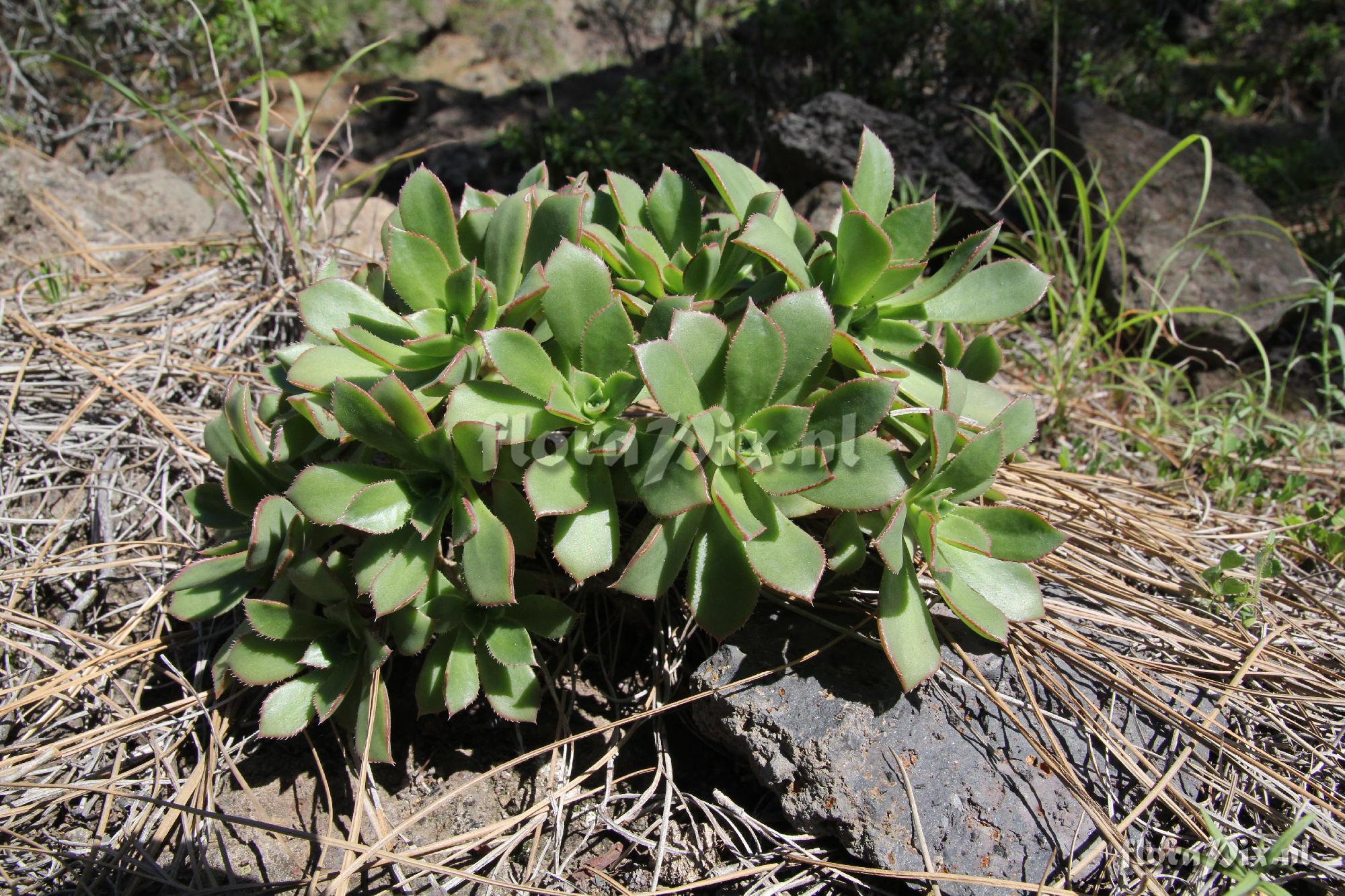 Aeonium decorum