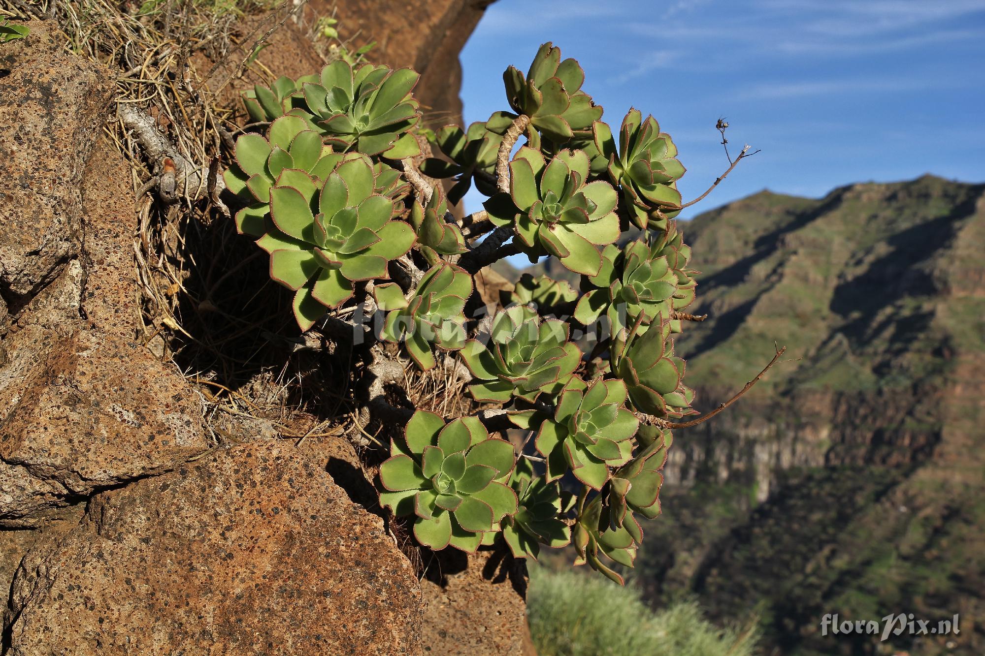 Aeonium decorum