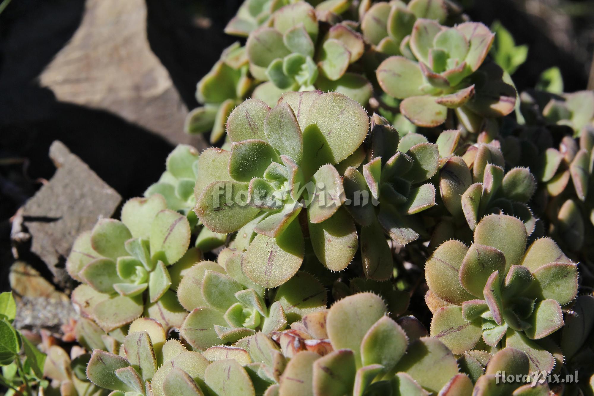 Aeonium decorum