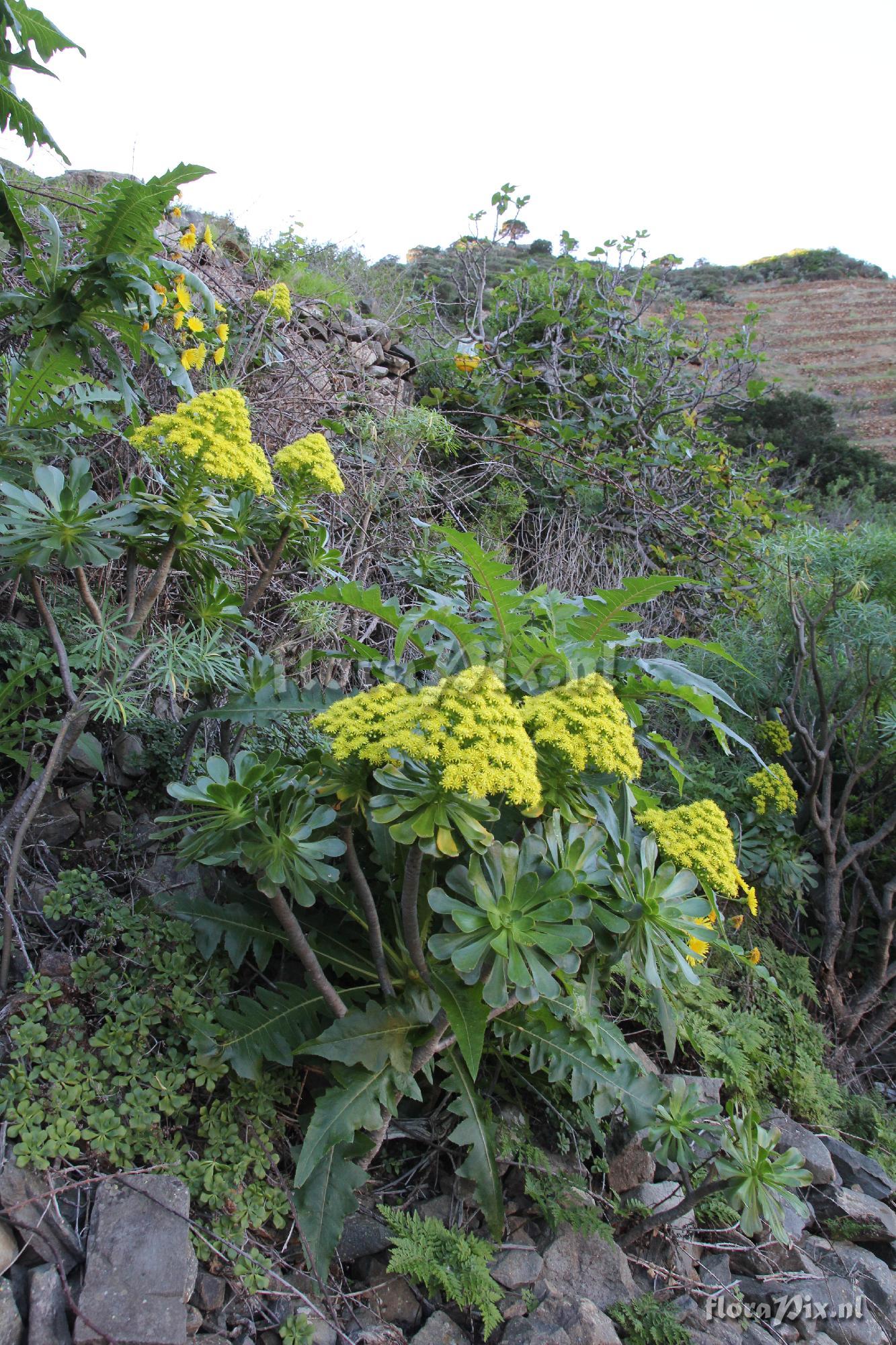 Aeonium elongatum