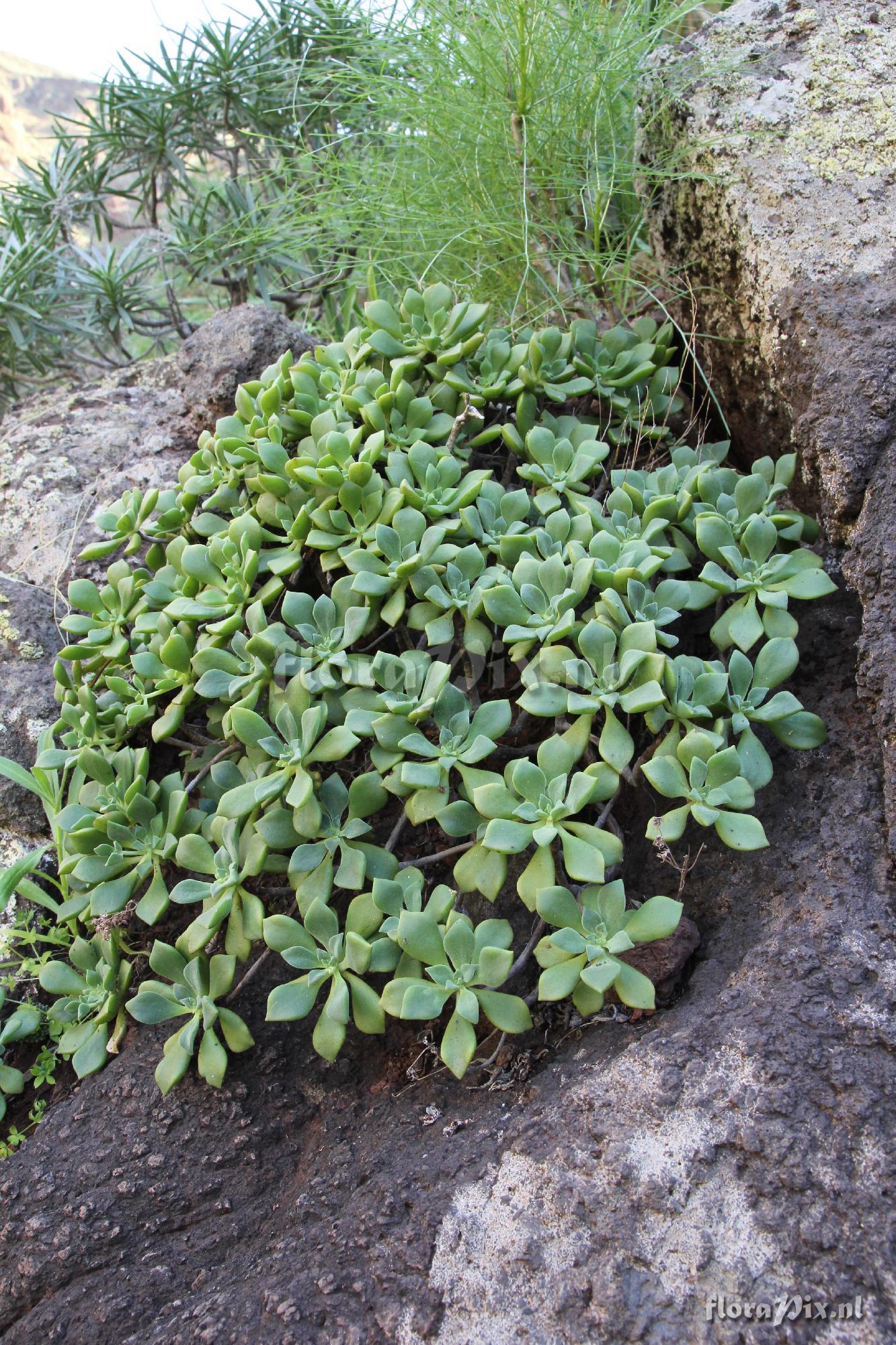 Aeonium viscatum