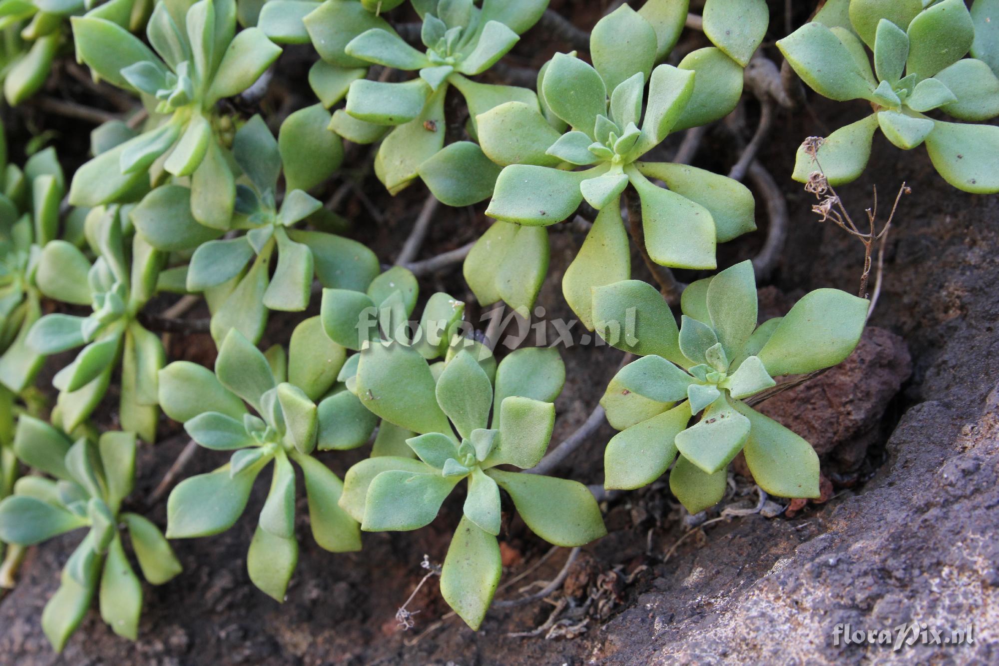 Aeonium viscatum