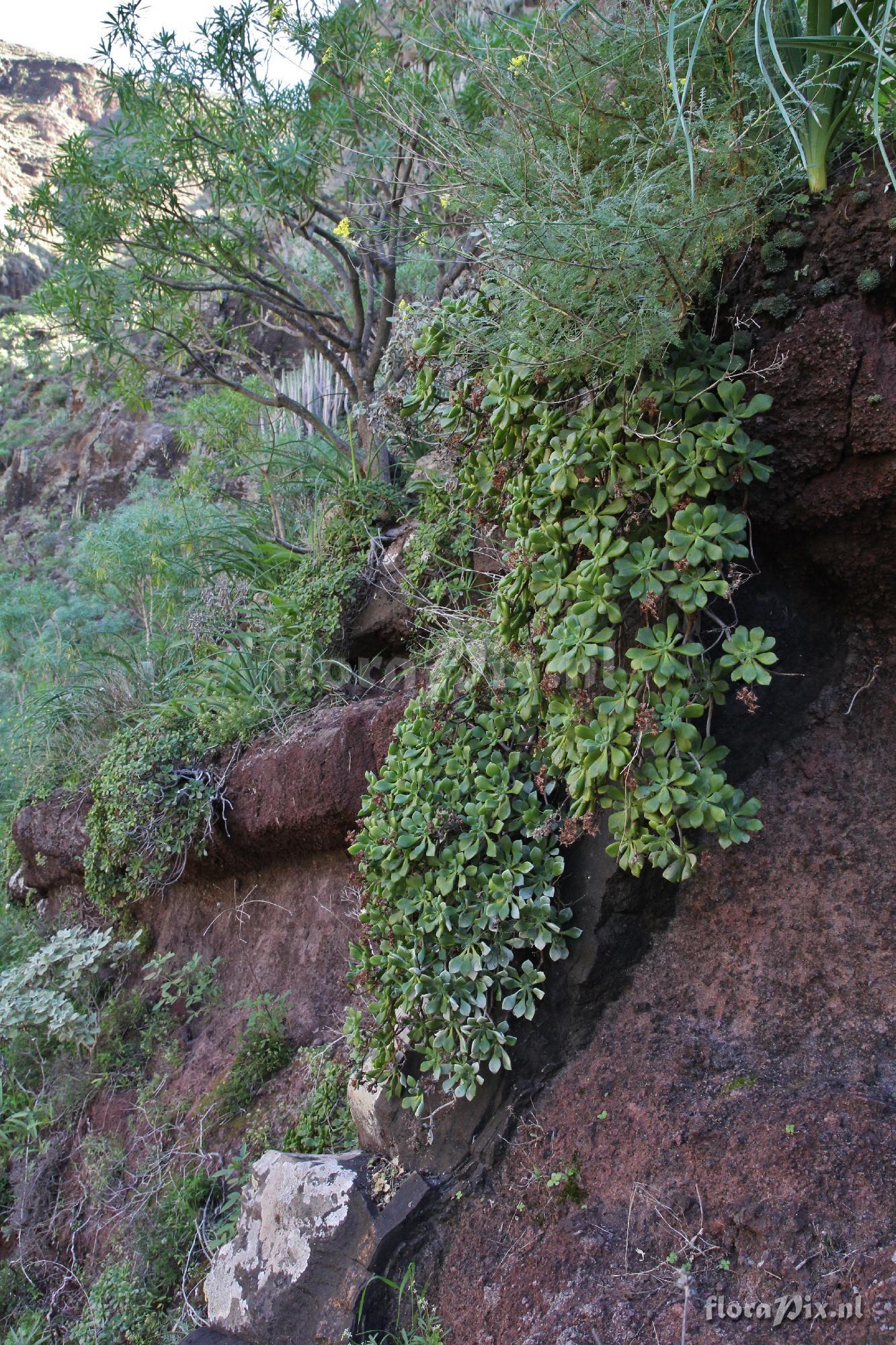 Aeonium viscatum