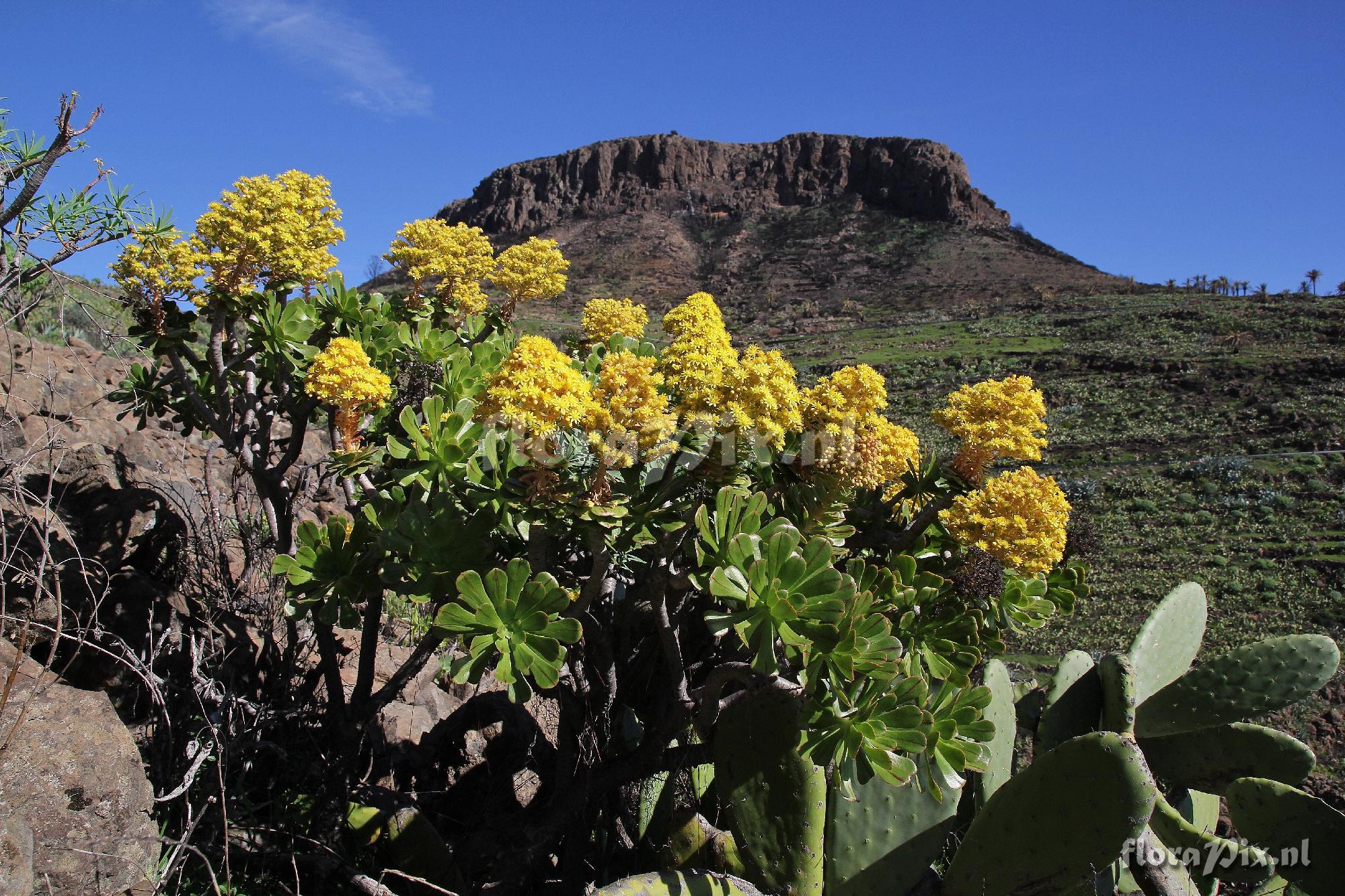 Aeonium holochrysum