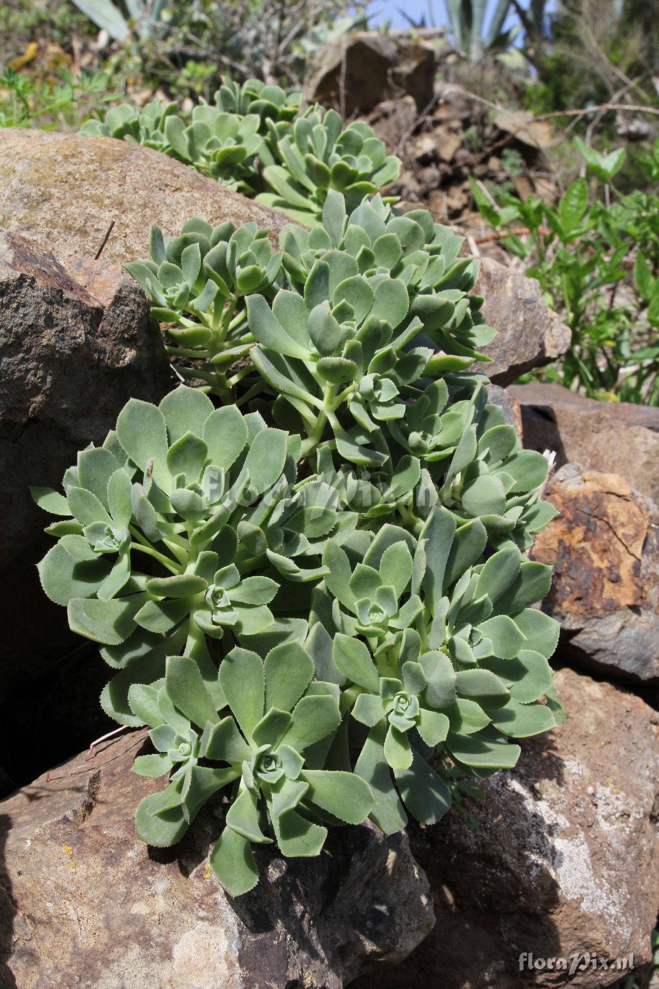 Aeonium castello-paivae