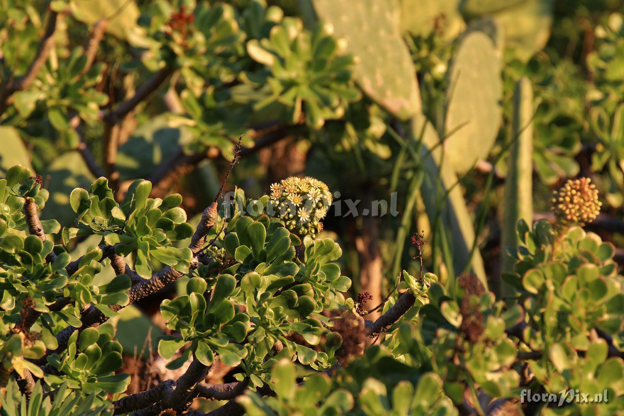 Aeonium rubrolineatum