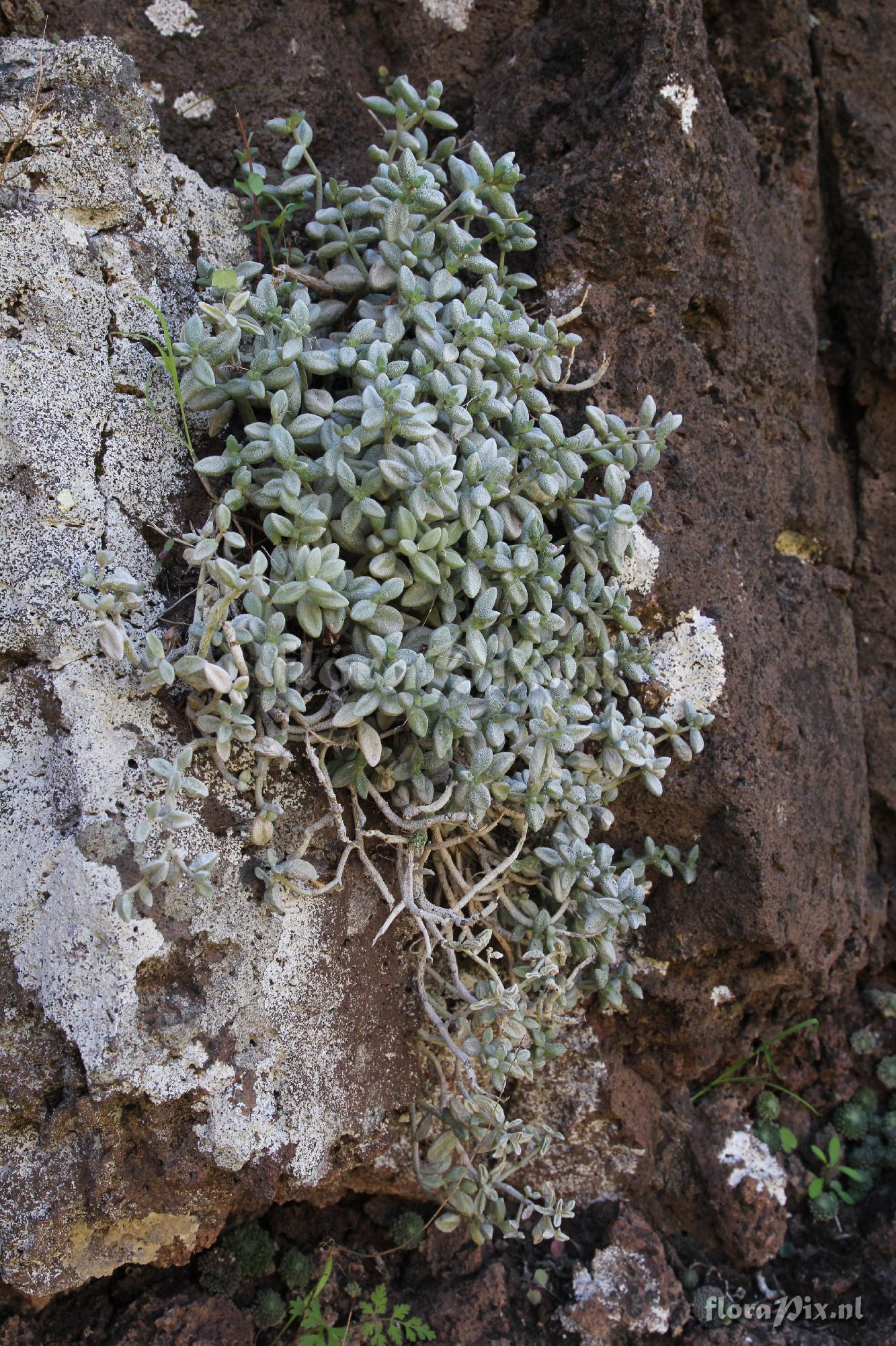 unknown Monanthes laxiflora