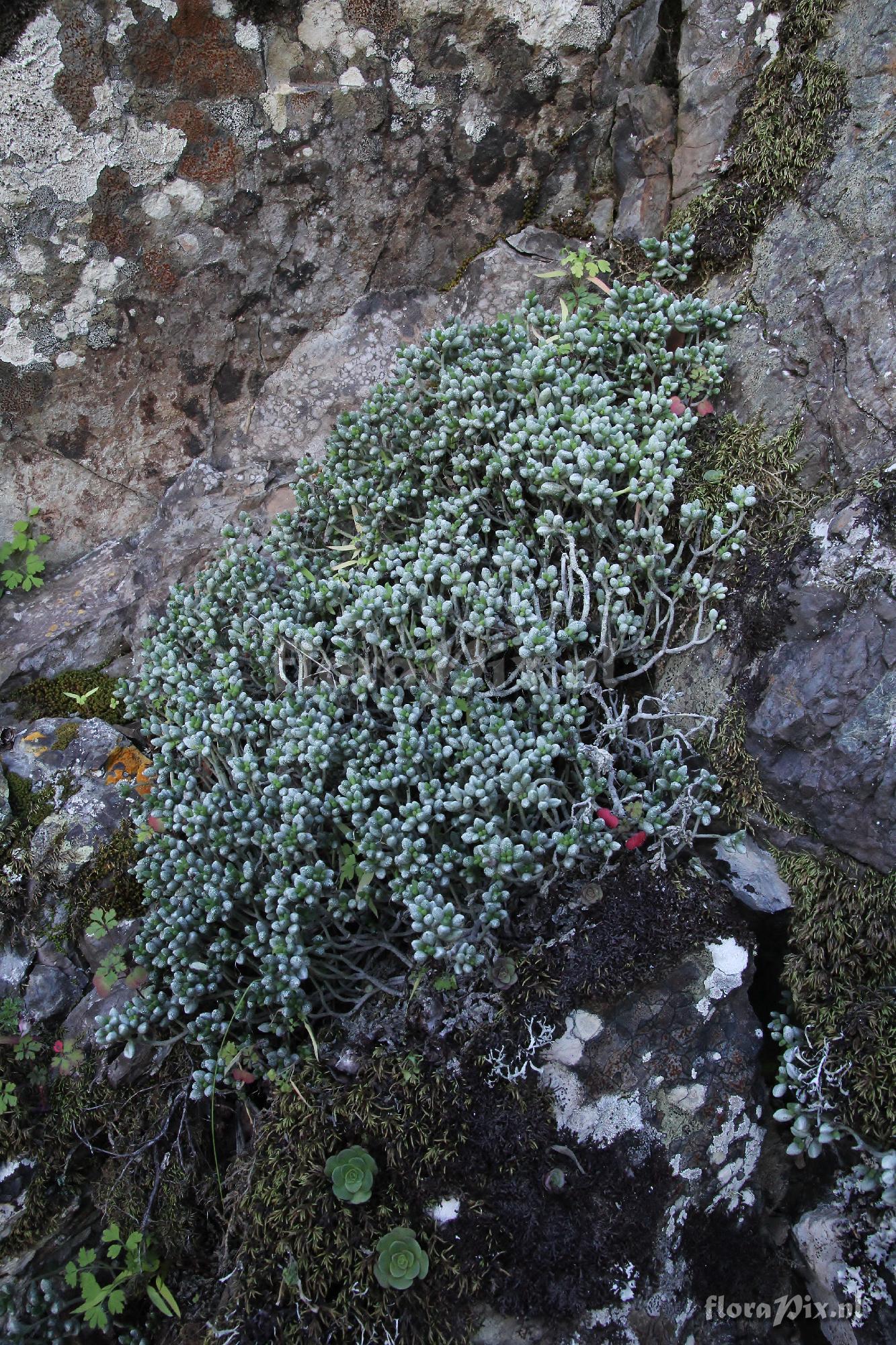 unknown Monanthes laxiflora