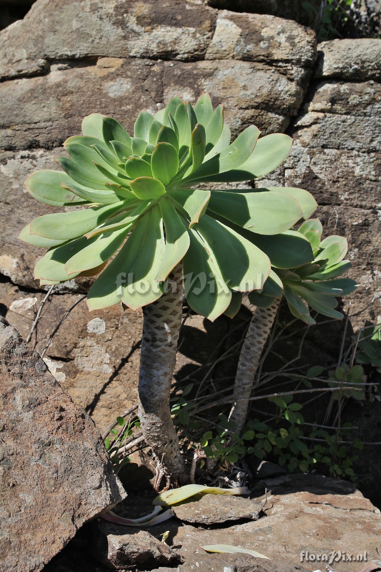 Aeonium appendiculatum