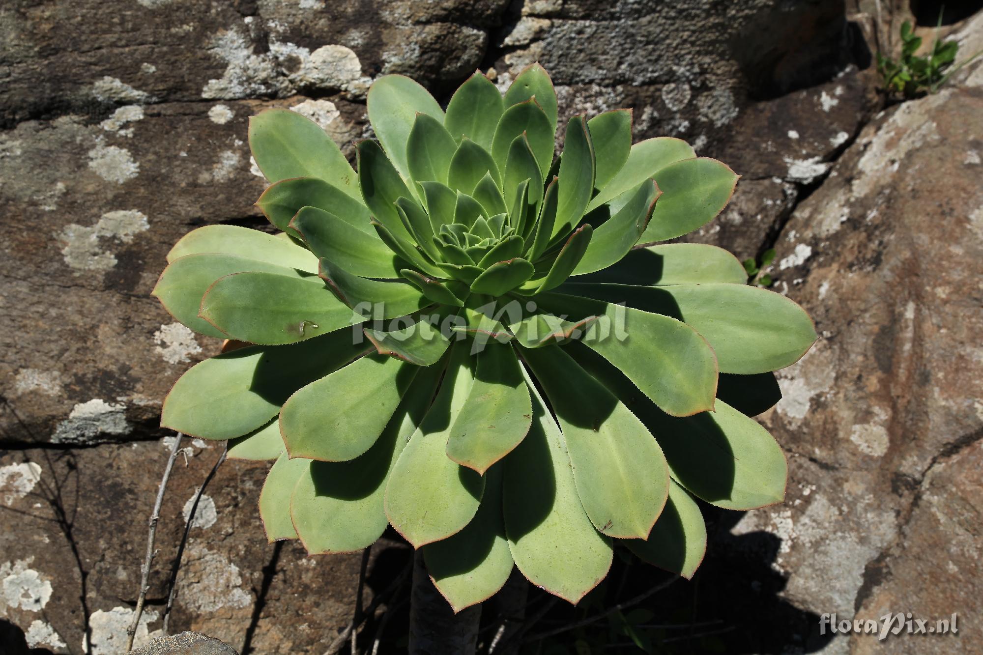 Aeonium appendiculatum